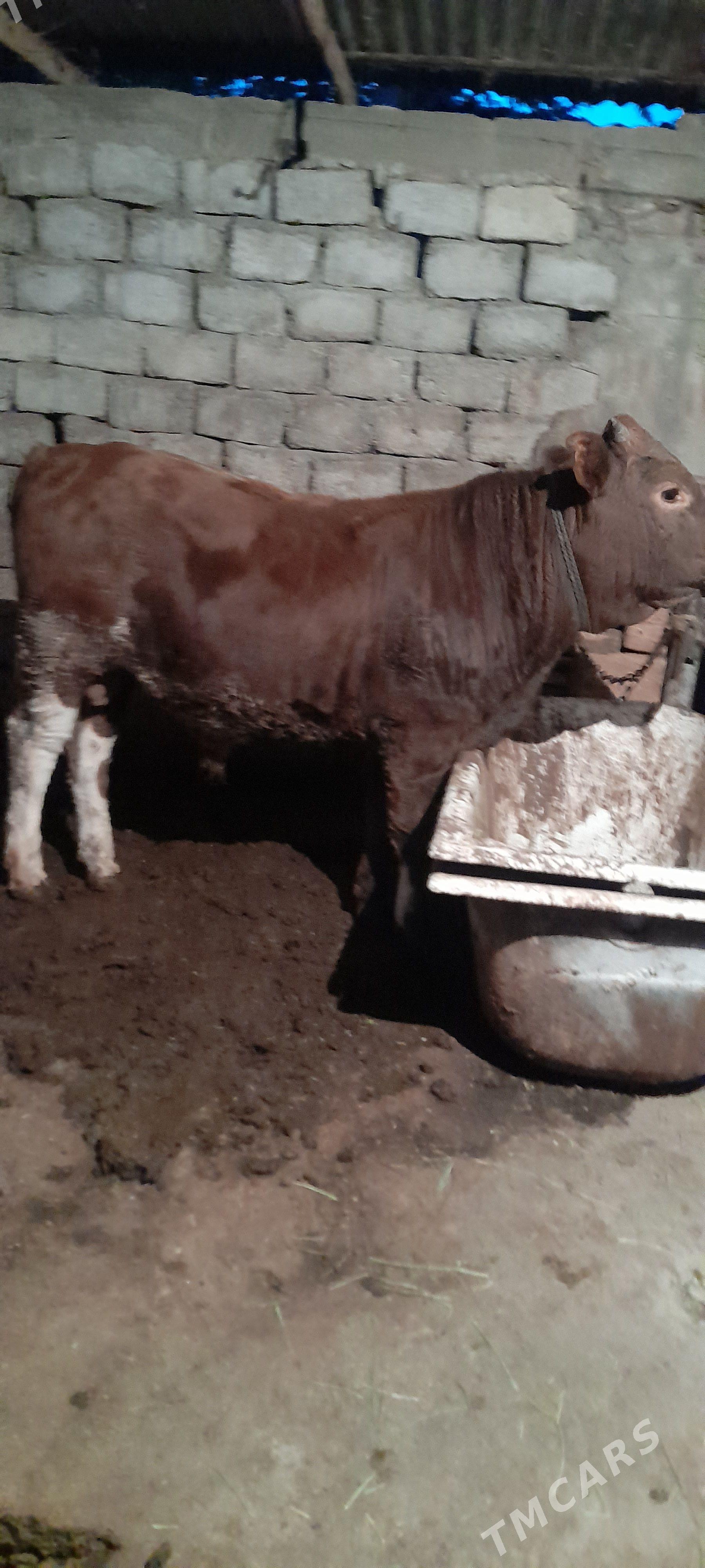 okuz - Garadamak Şor - img 1