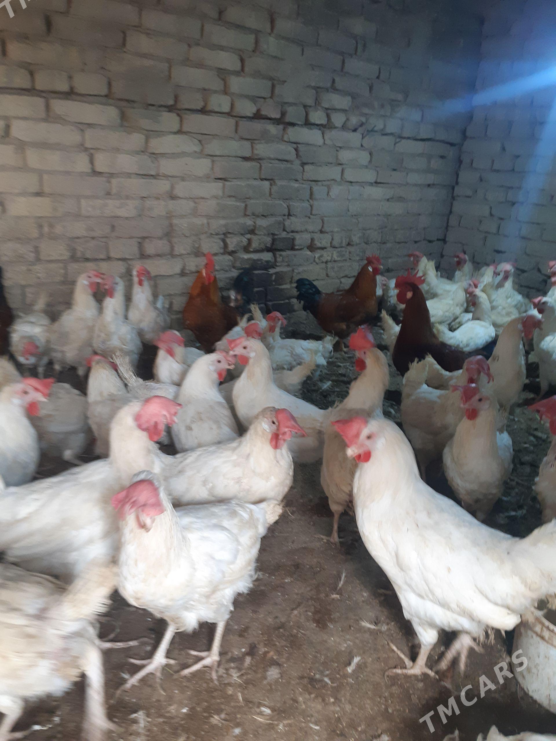 Horazlar - Kaka - img 1