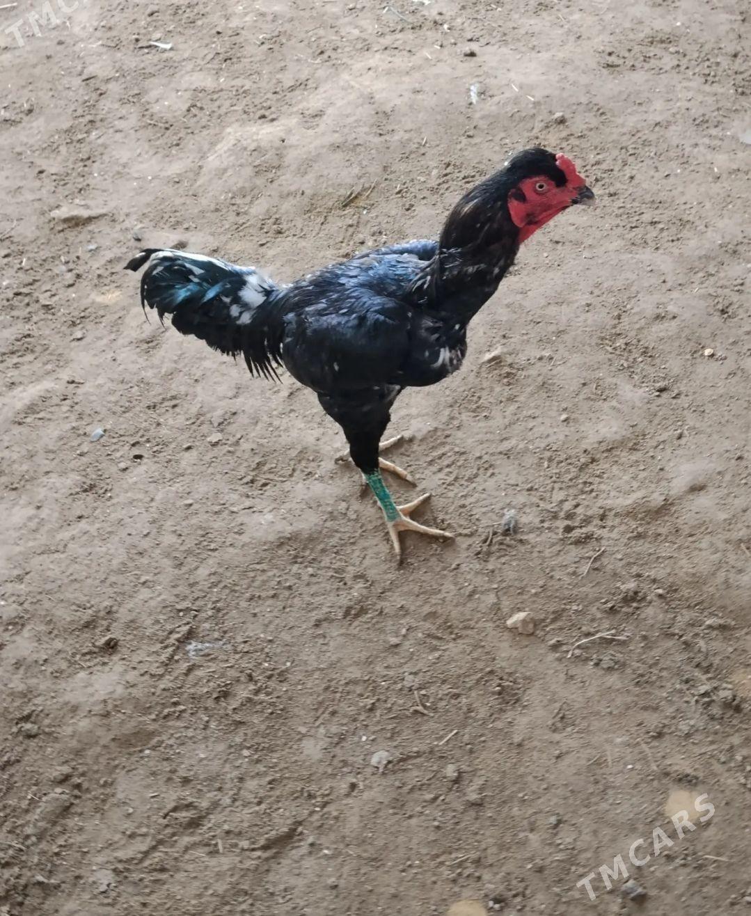 Bayes horaz - Мары - img 1