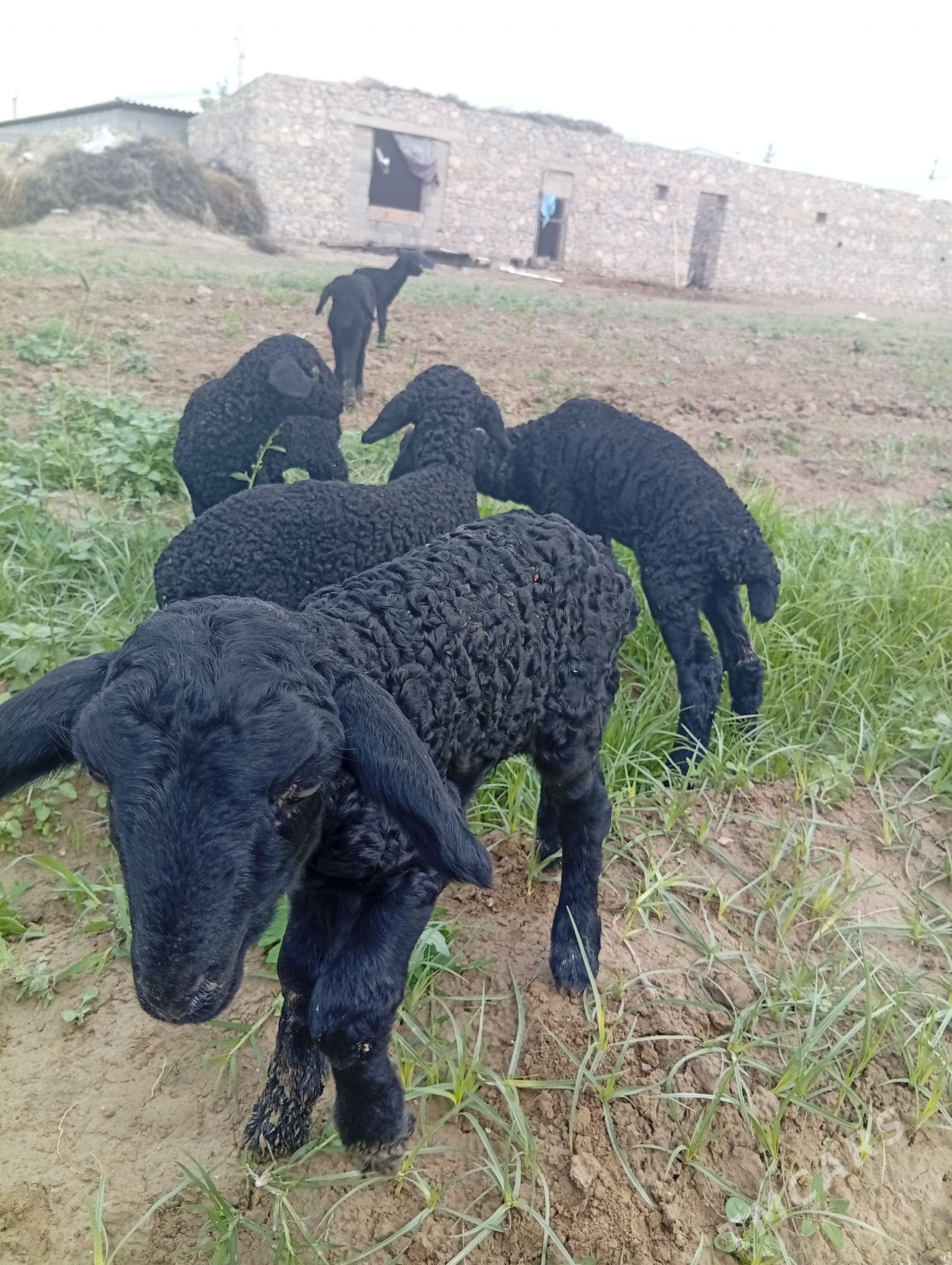 guzy guzylar garakol madow - Bäherden - img 1