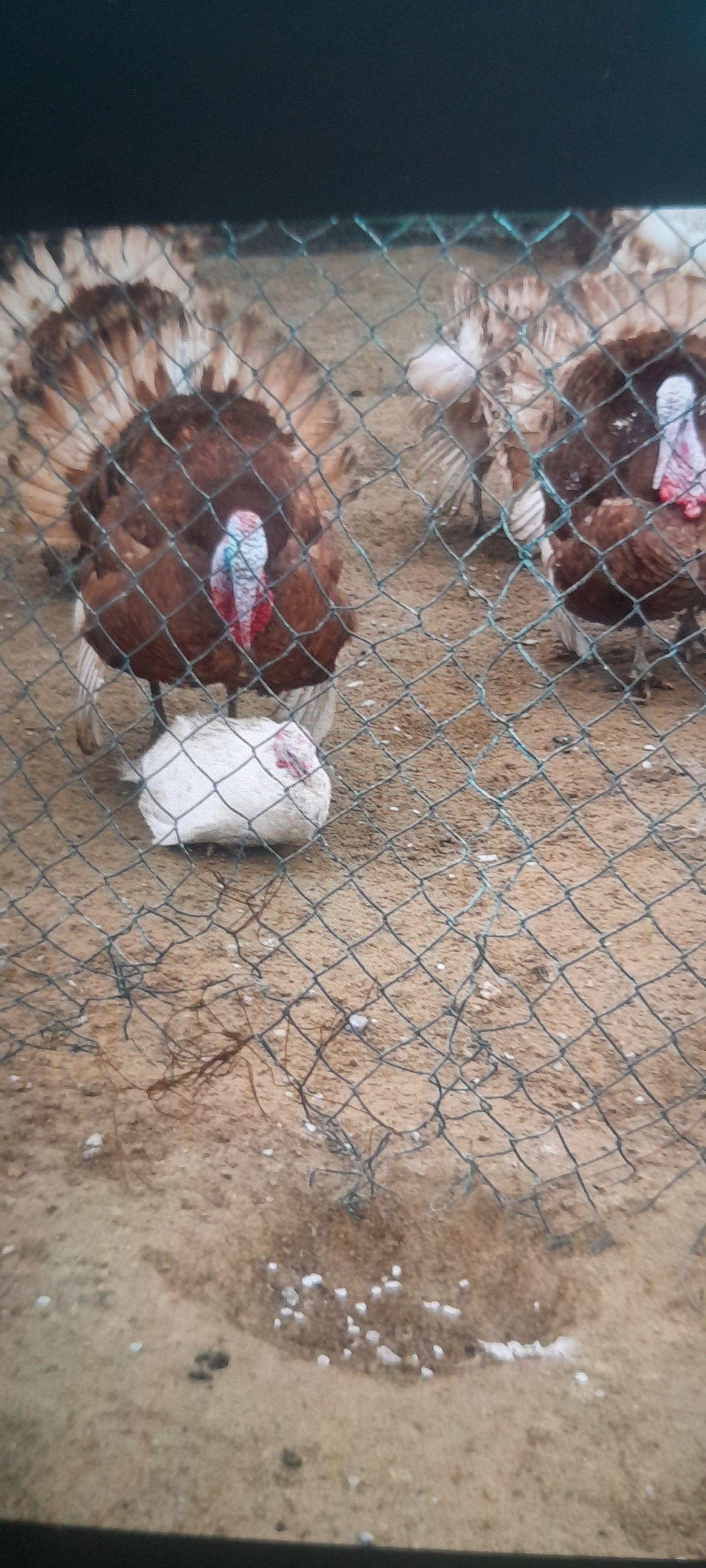 Induk yumurtga yygnap beryan - Ашхабад - img 1