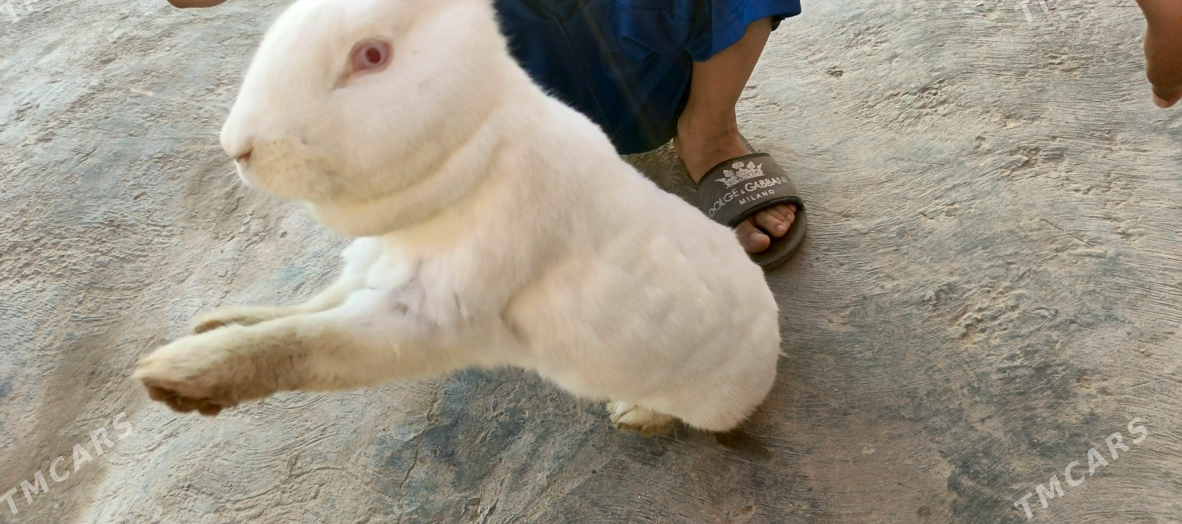 Welikan towşan - Mary - img 1