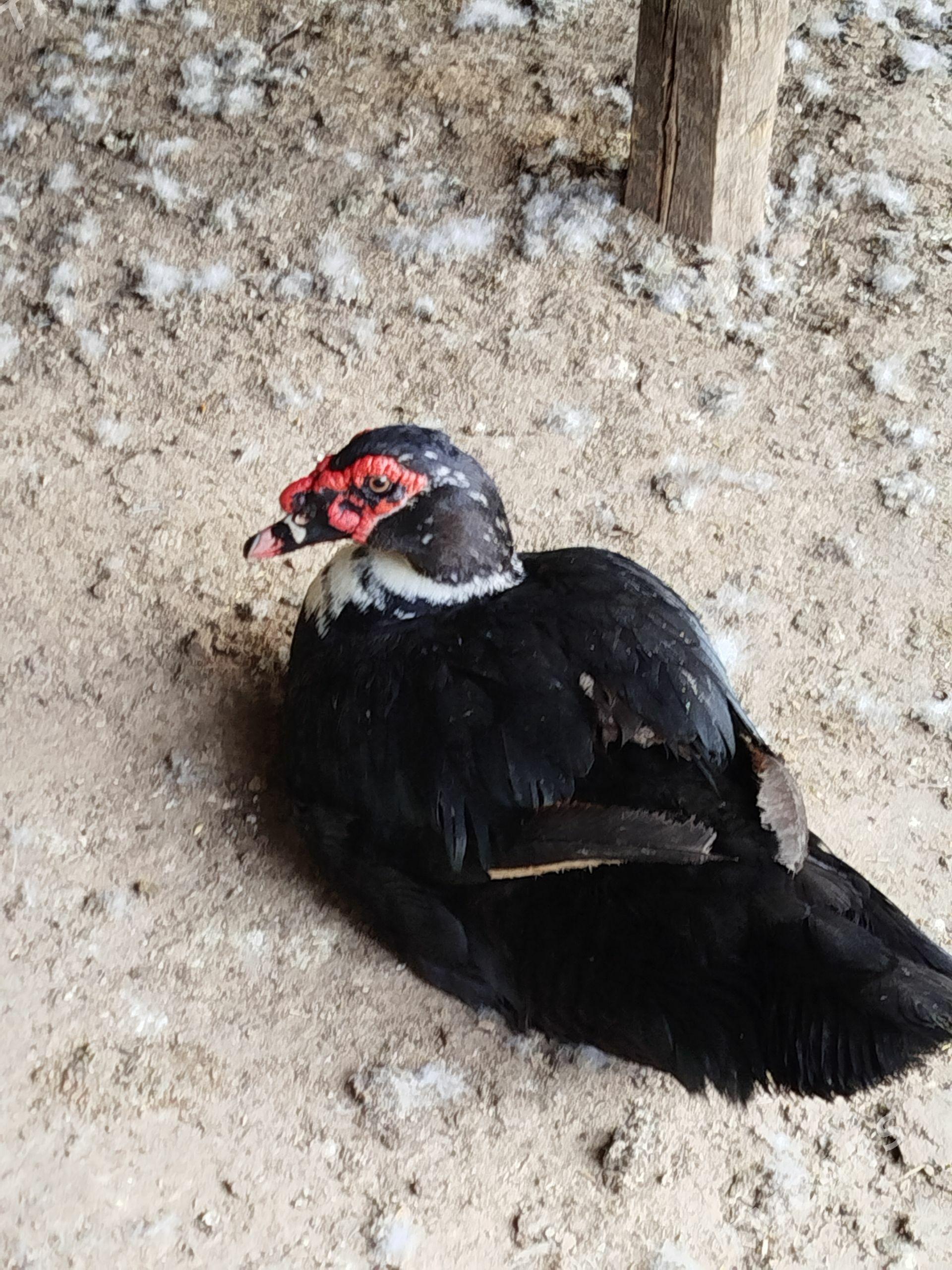 indawutga gaz - Ашхабад - img 1