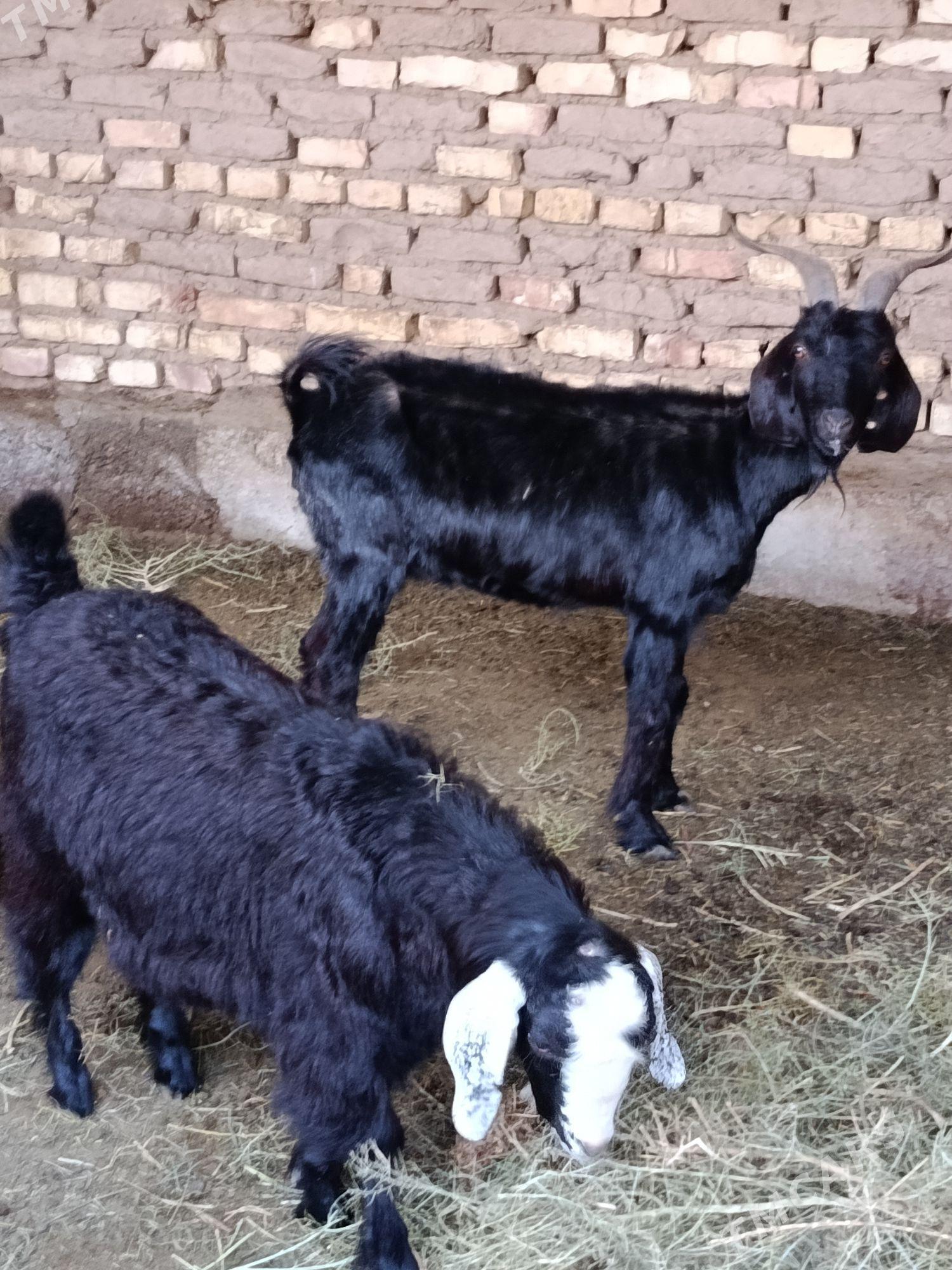 Owlakly  gysyr geçiler - Babadaýhan - img 1