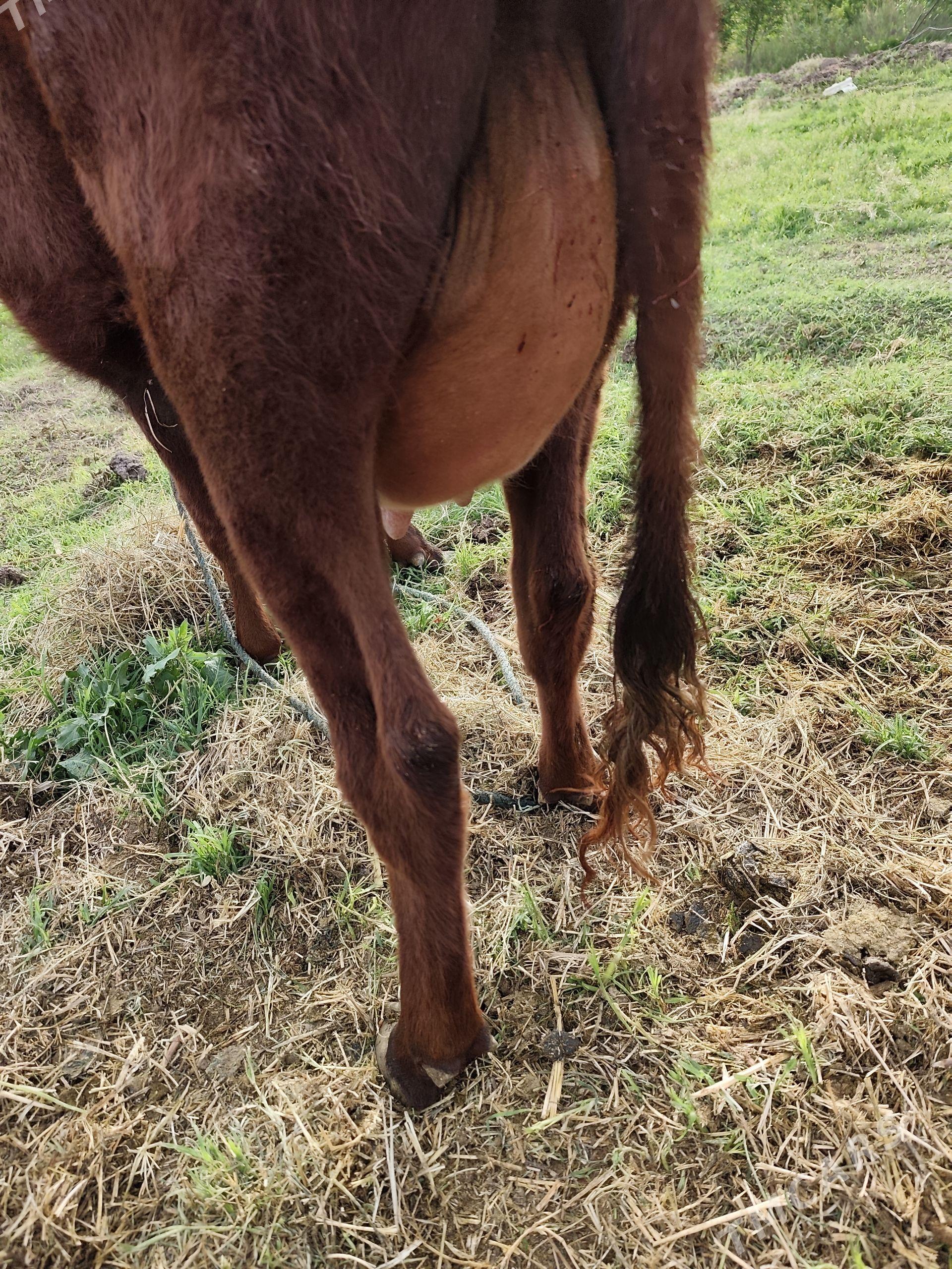 saglyk sygyr - Türkmenabat - img 1