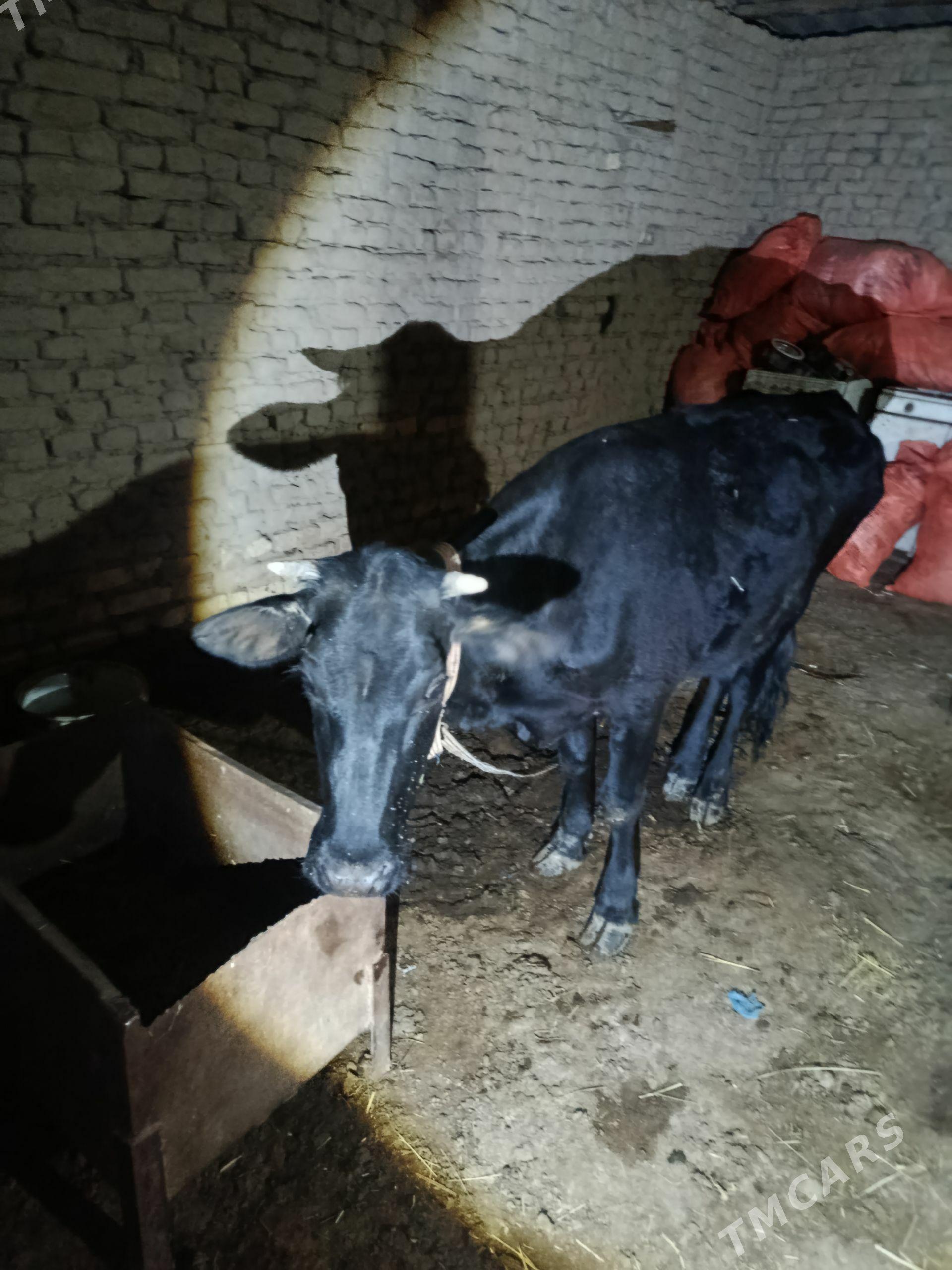 gulajyn - Мары - img 1