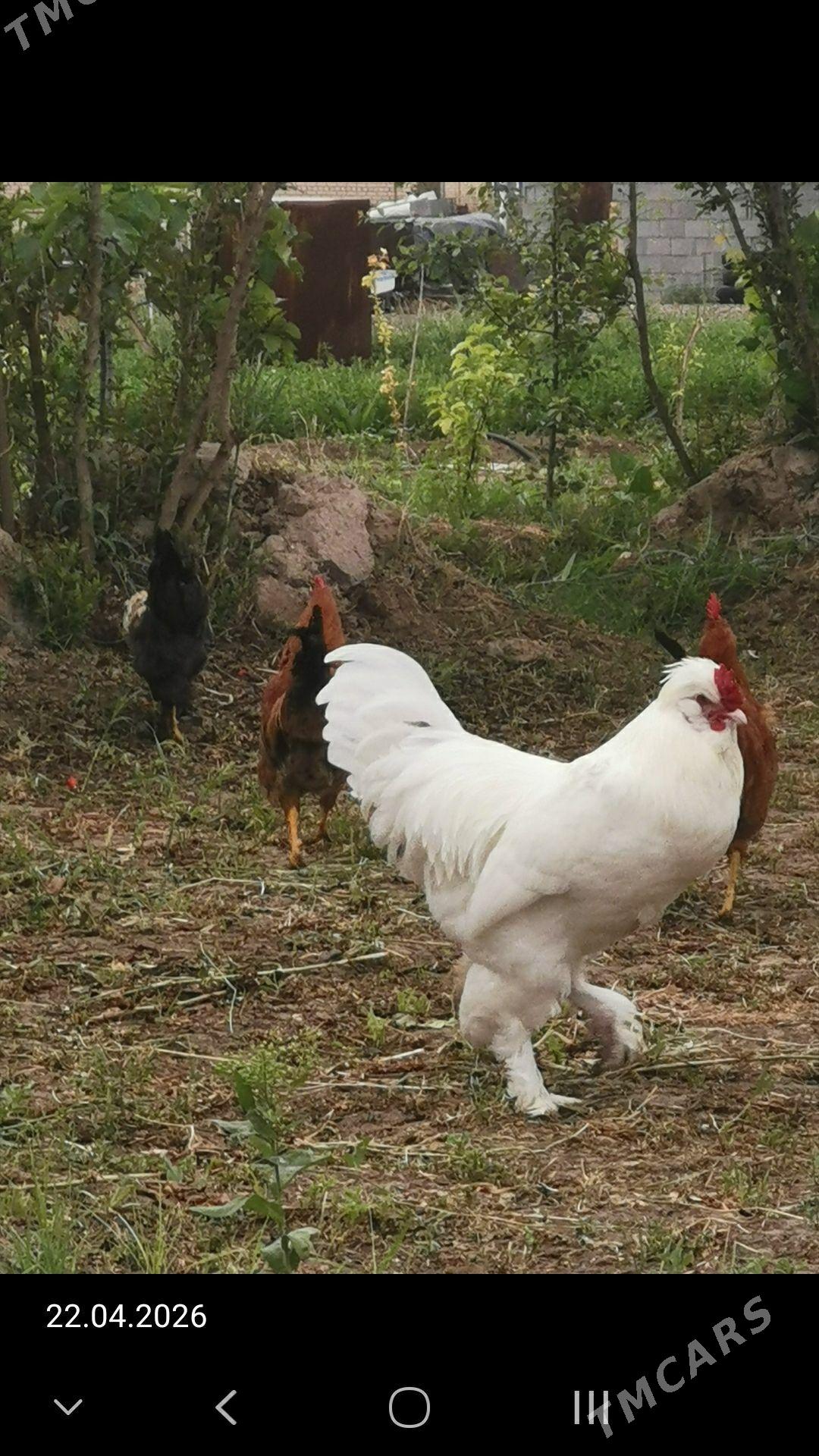 Brama horazlar. - Murgap - img 1