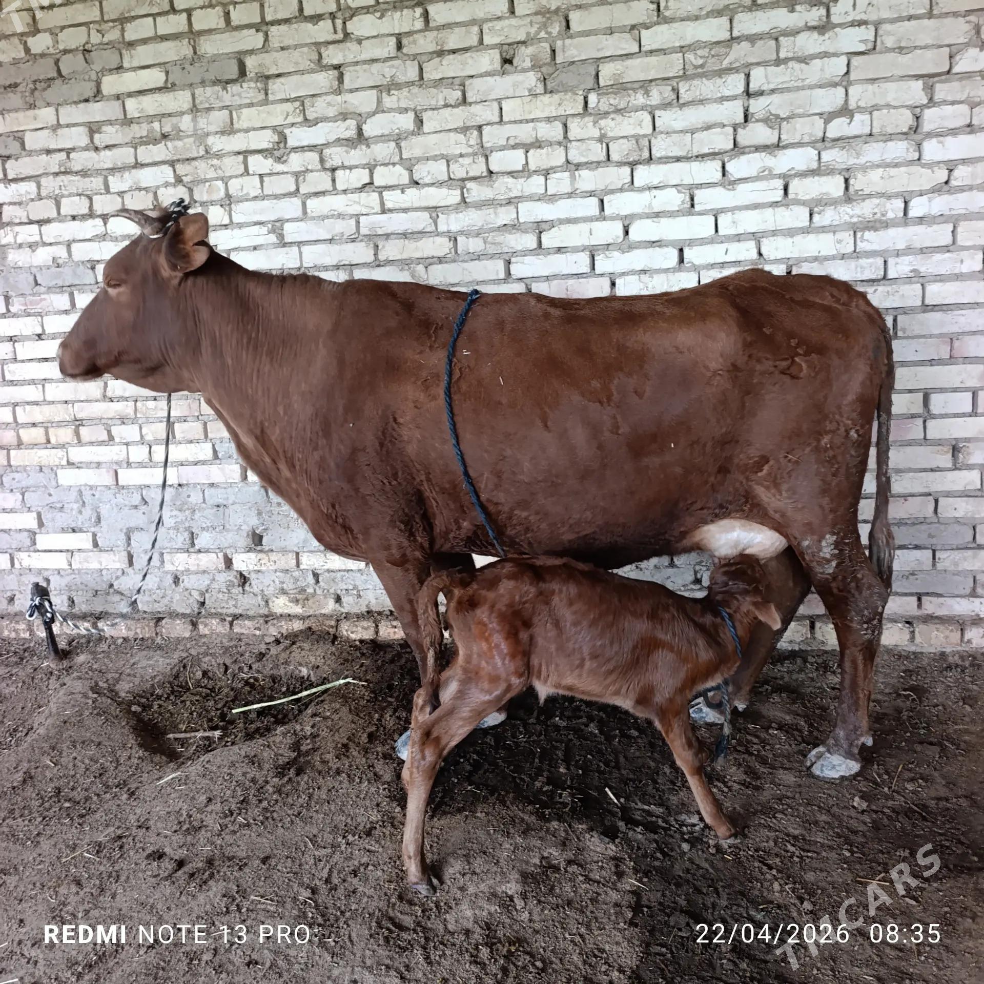 göleli sygyr - Мары - img 1