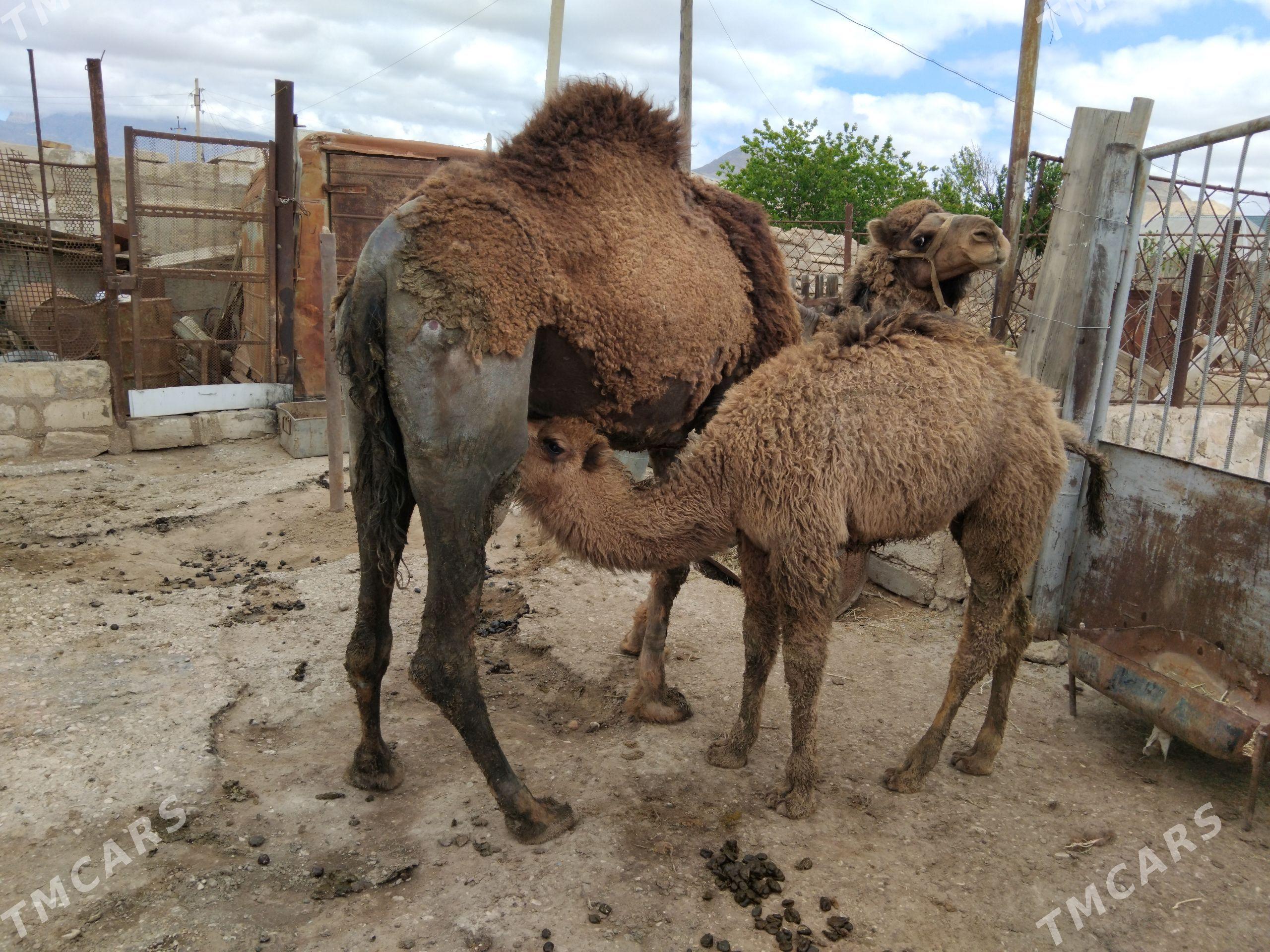 duye - Джебел - img 1