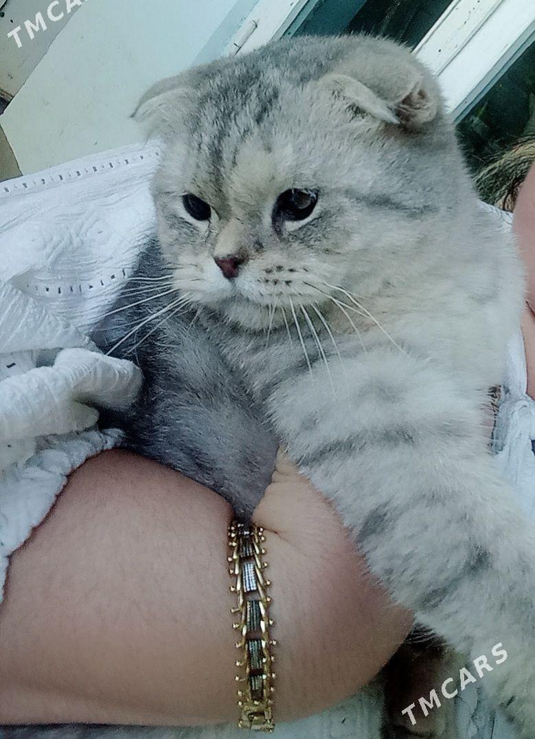 Şatlaniski pişik ejesem dadese - Daşoguz - img 1