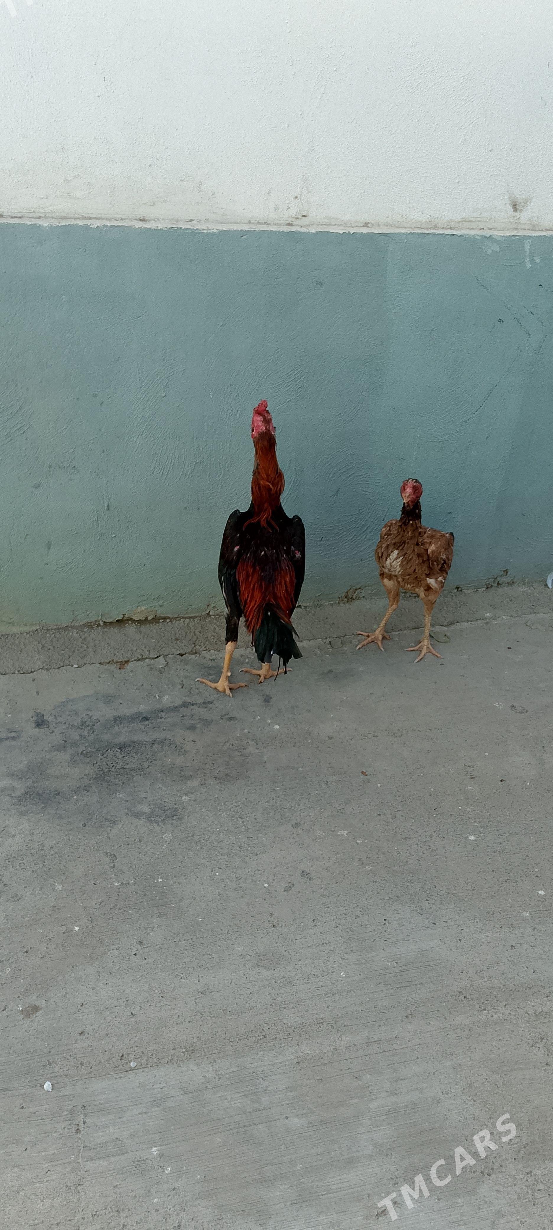 horoz - Täze zaman - img 1