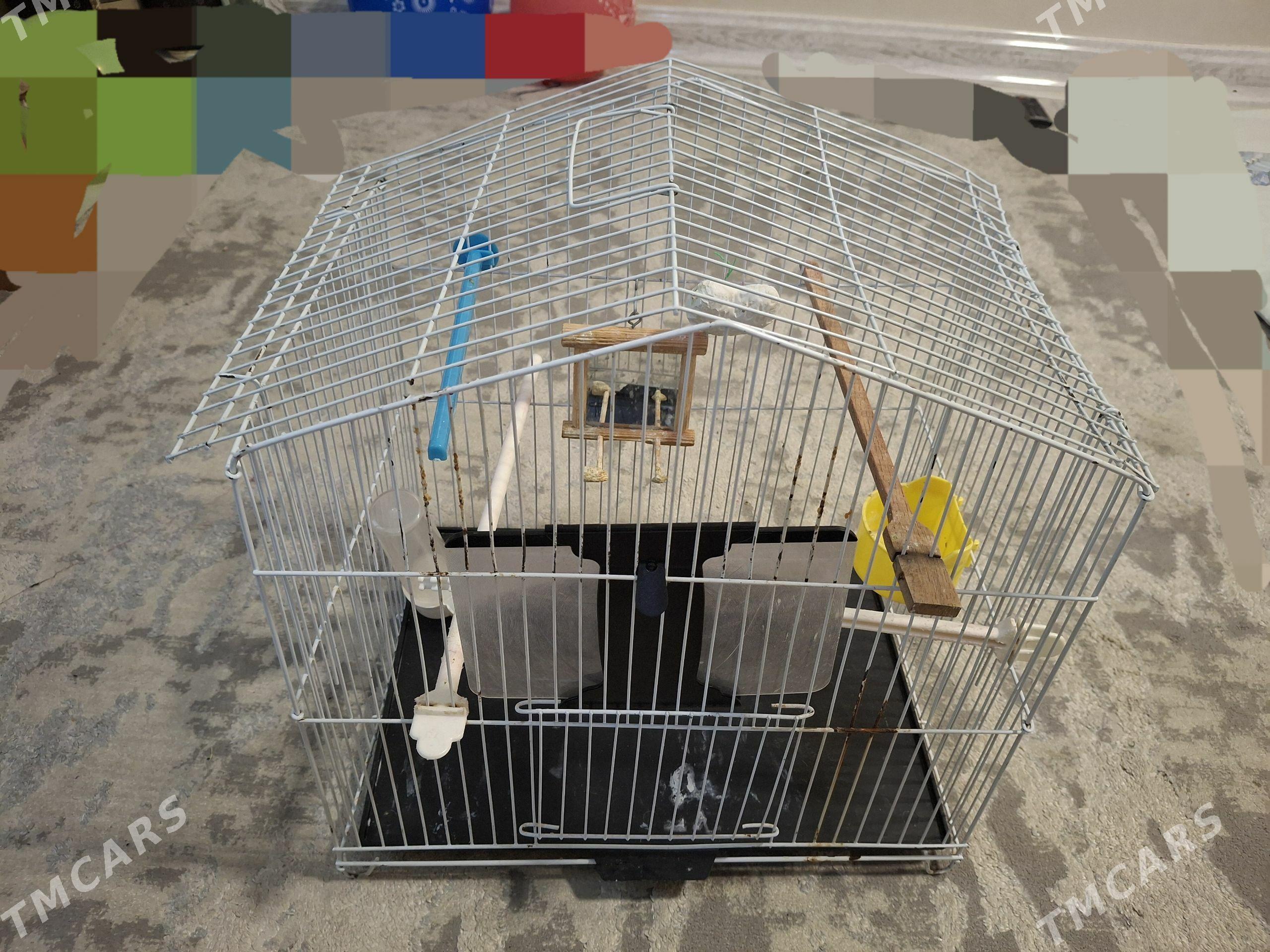 gus ketek - Aşgabat - img 1