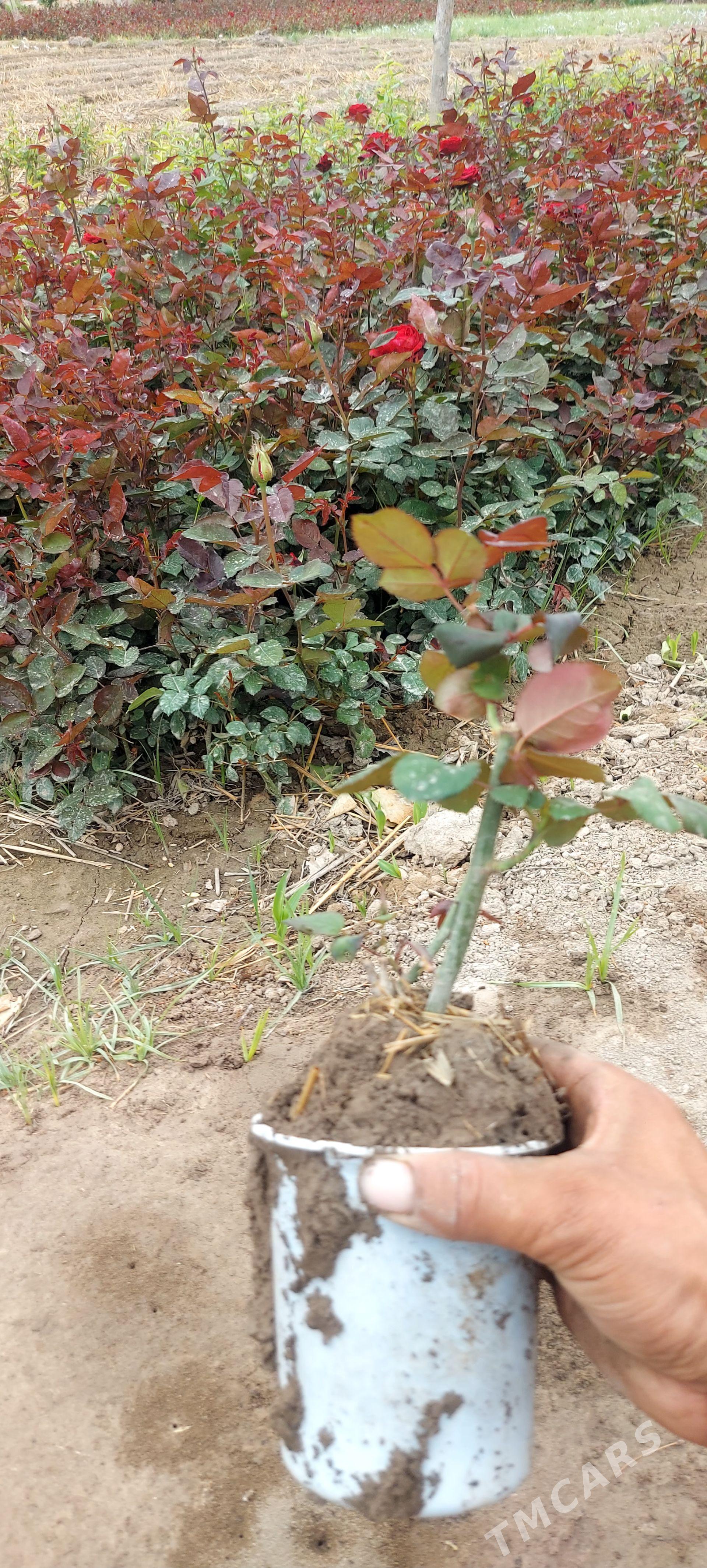 cayny roza gul - Сакар - img 1