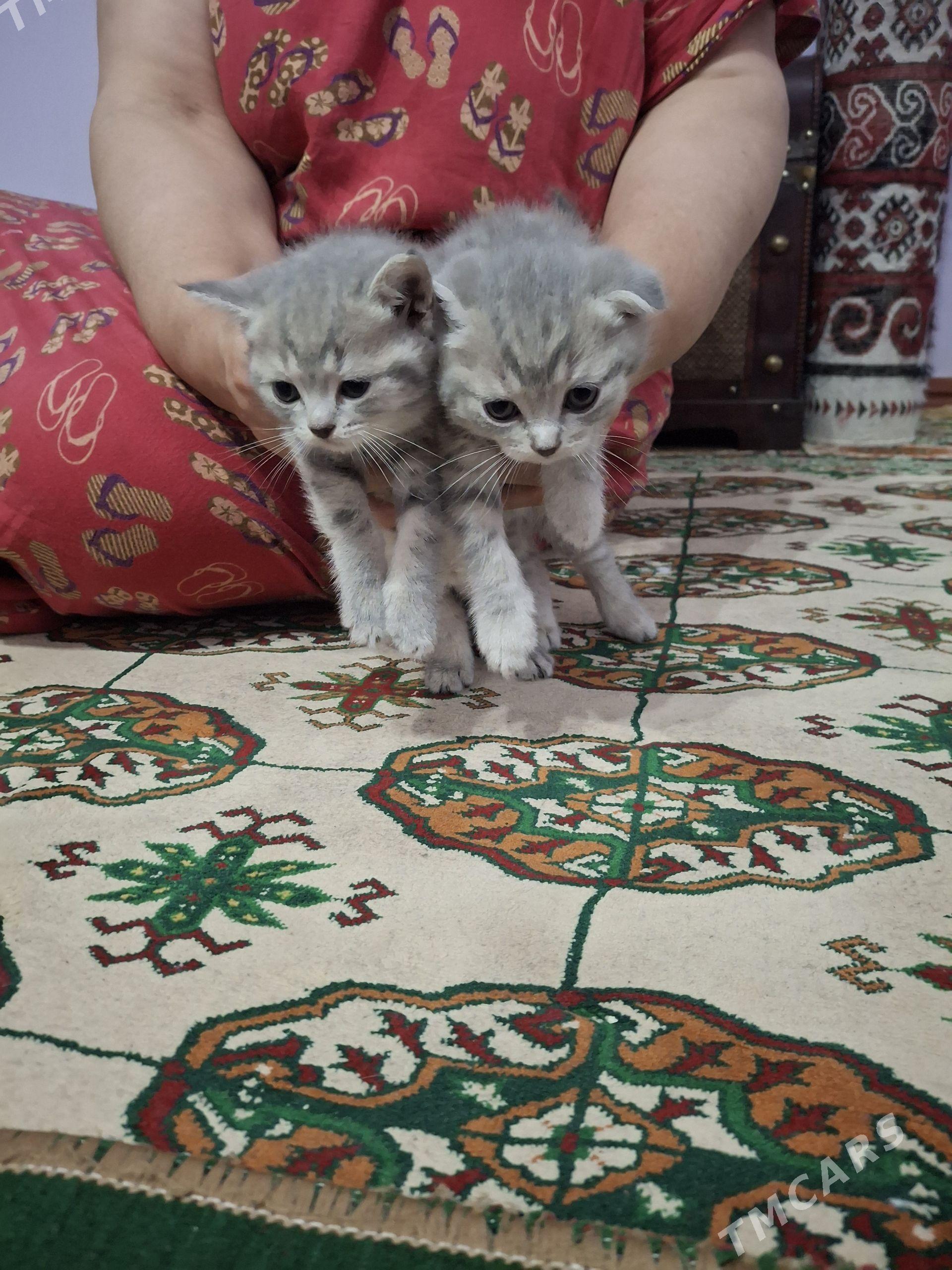 pisik - 1 mkr - img 1