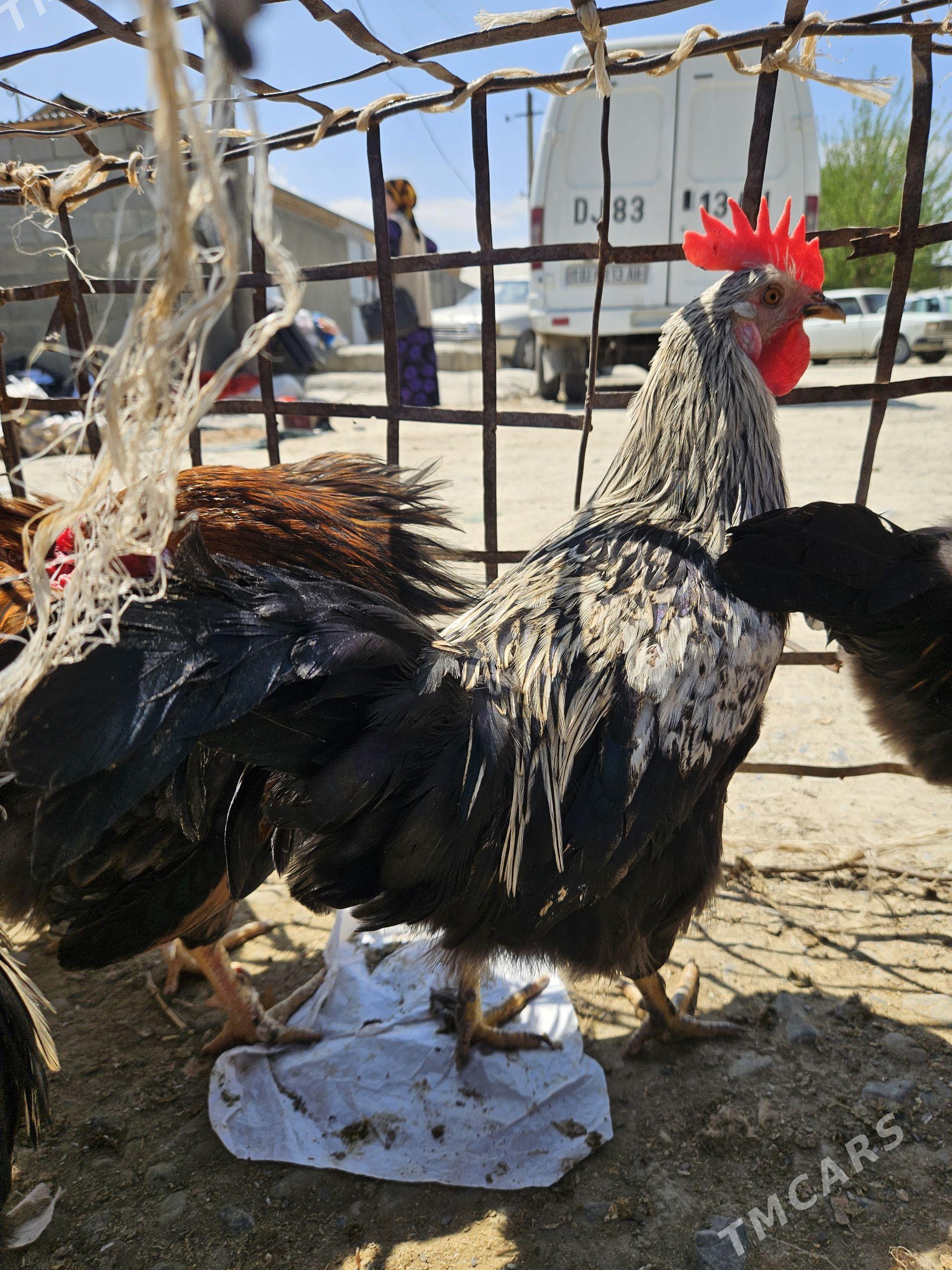 horoz - Gökdepe - img 1