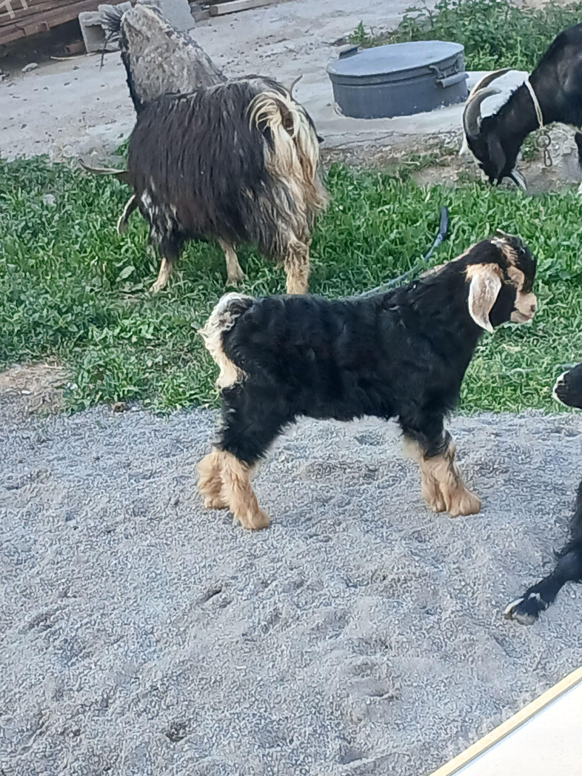 Owlak - Büzmeýin - img 1