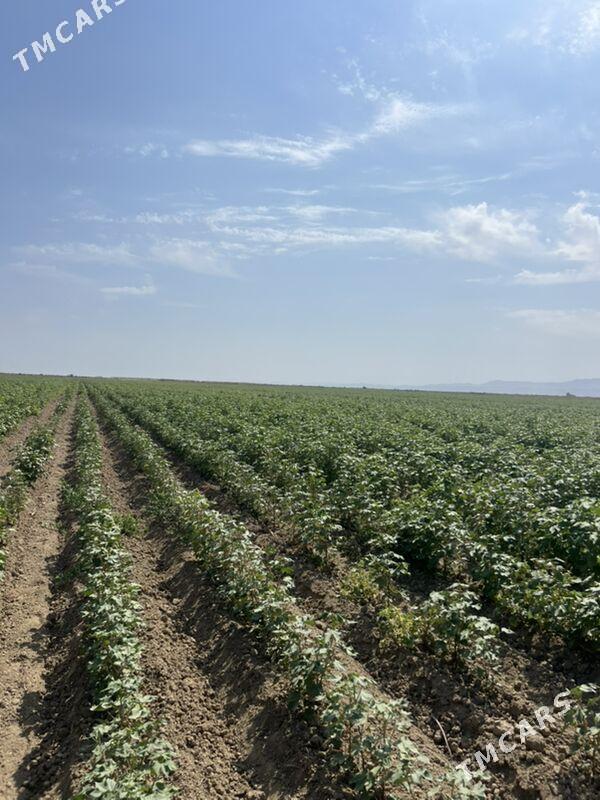 99  ýyllyk ekin er - Ак-Бугдайский этрап - img 1