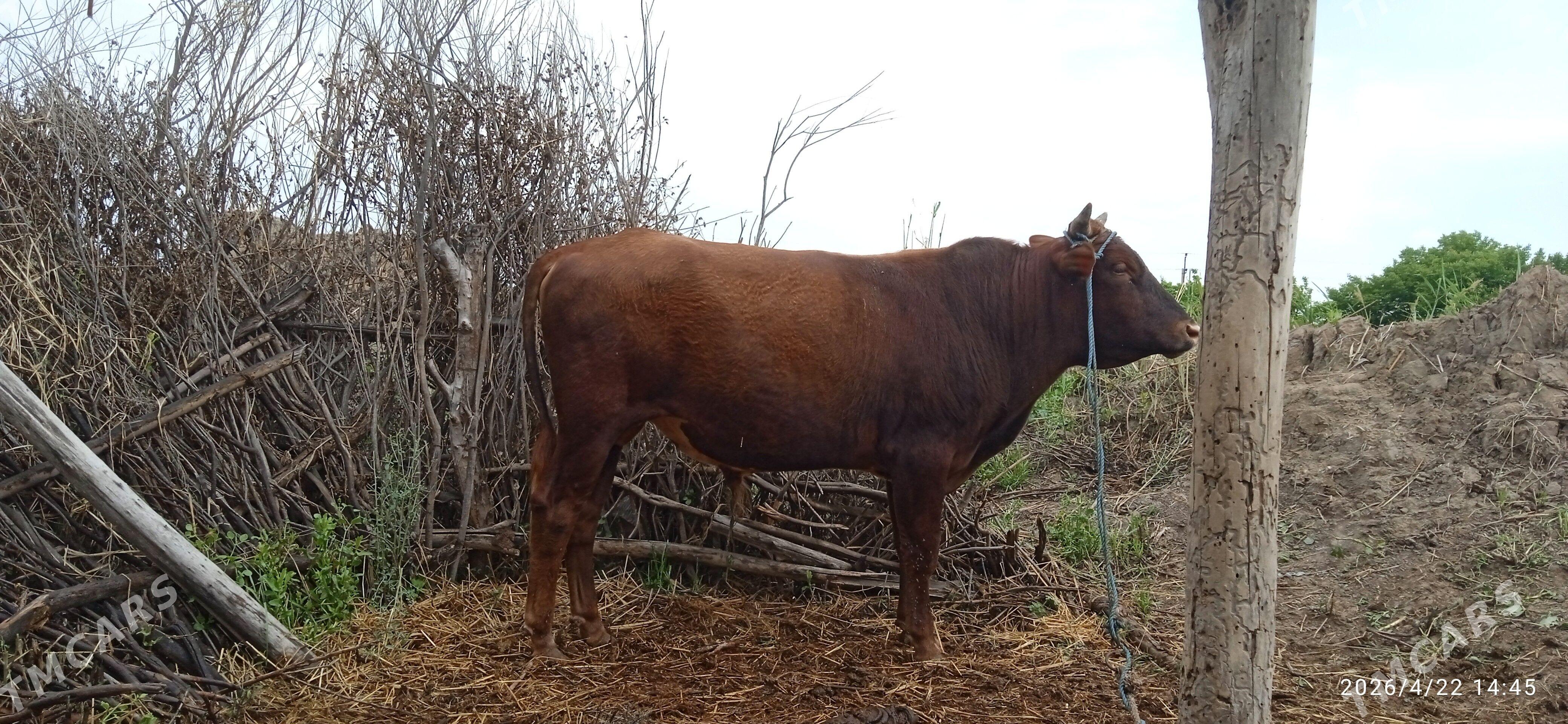 okuz - Garabekewül - img 1