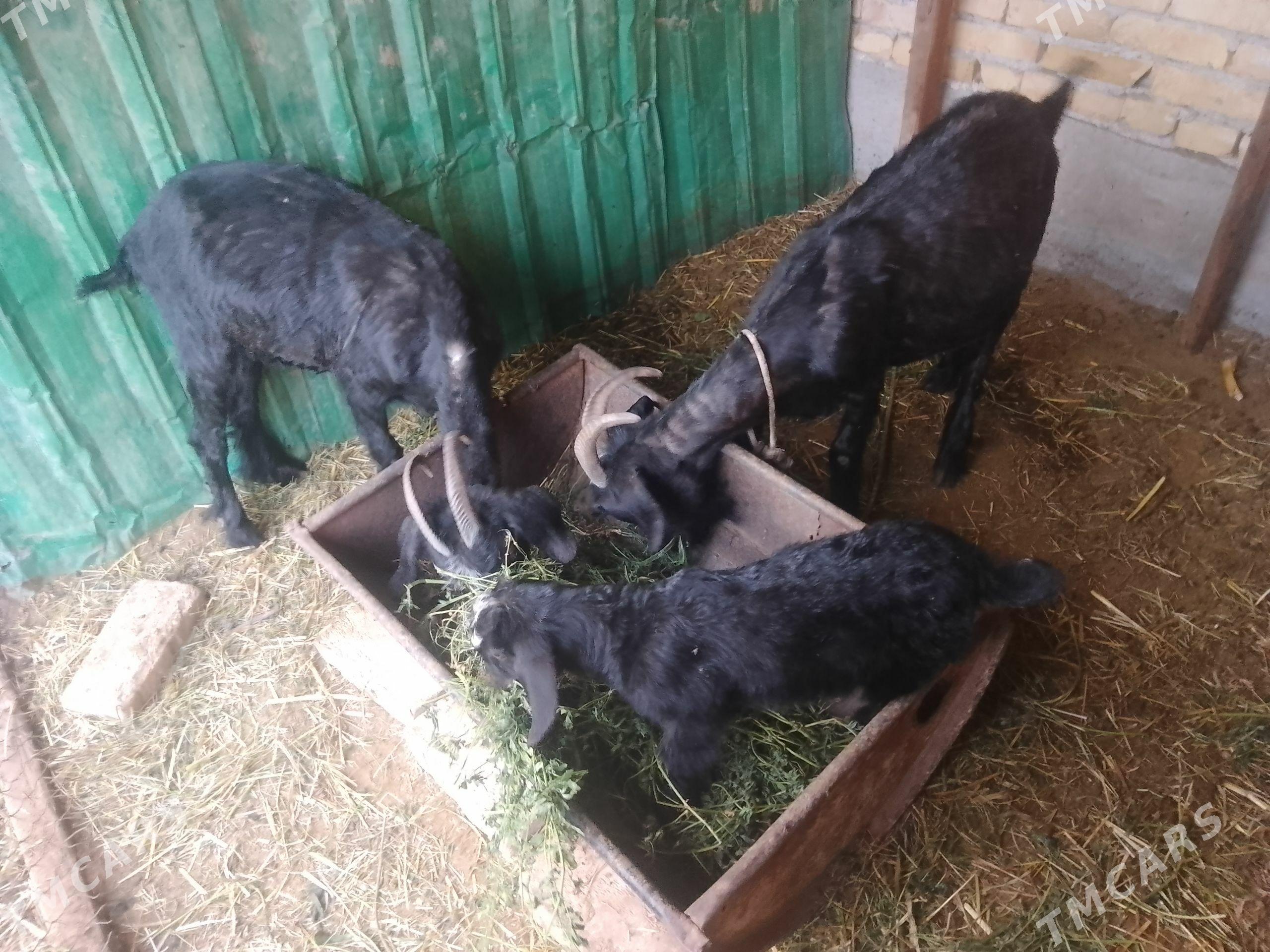 Geçi - Farap - img 1