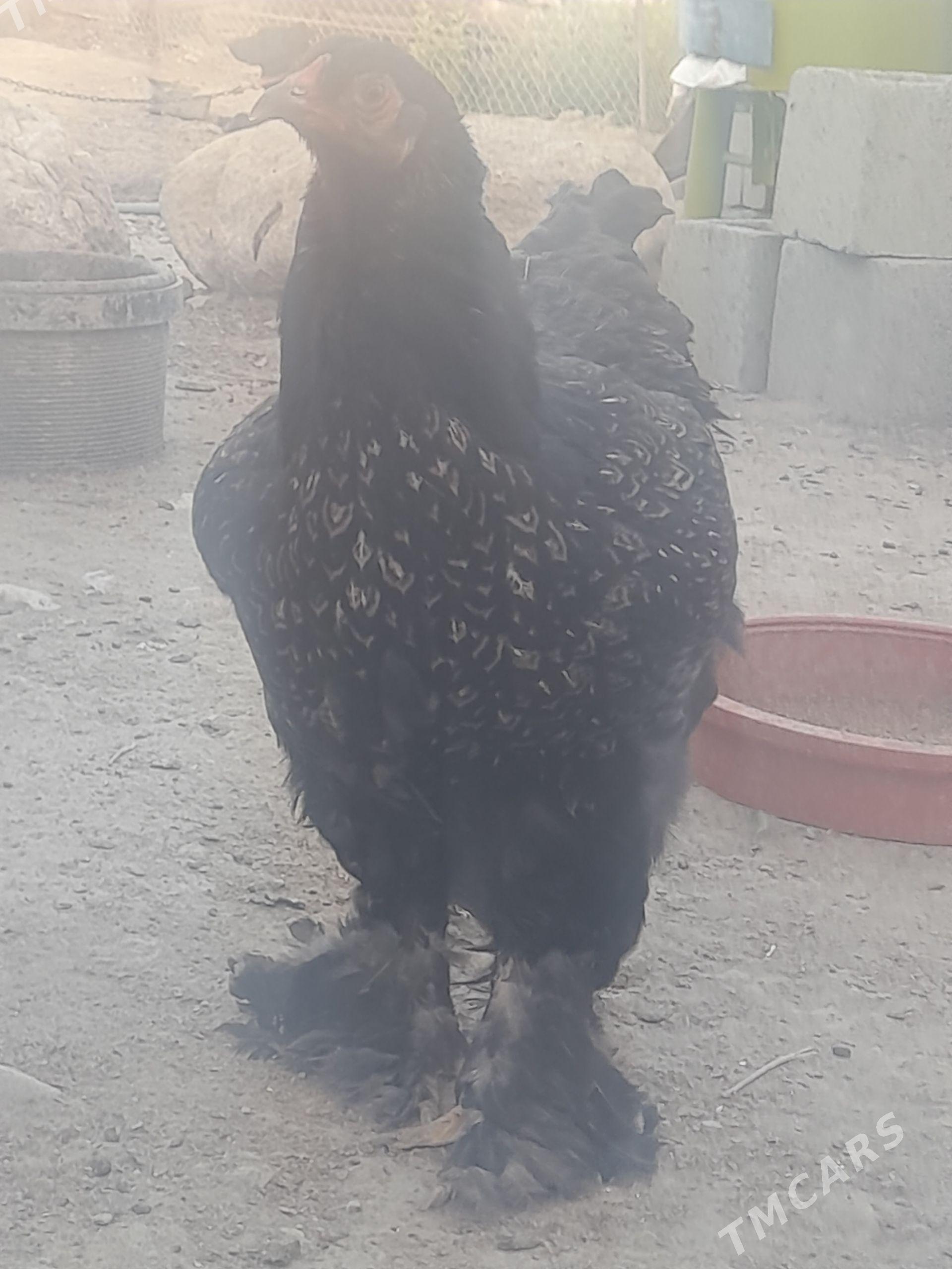 laset makiyan - Гумдаг - img 1