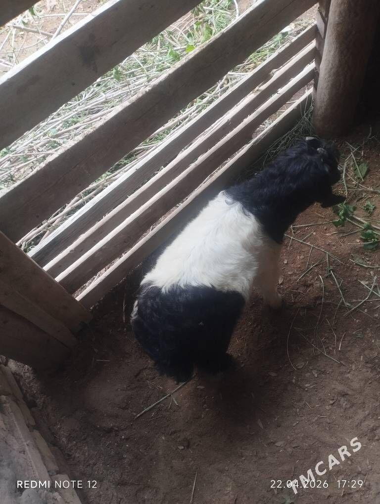 owlak teke suryon abmen ba - Garabekewül - img 1