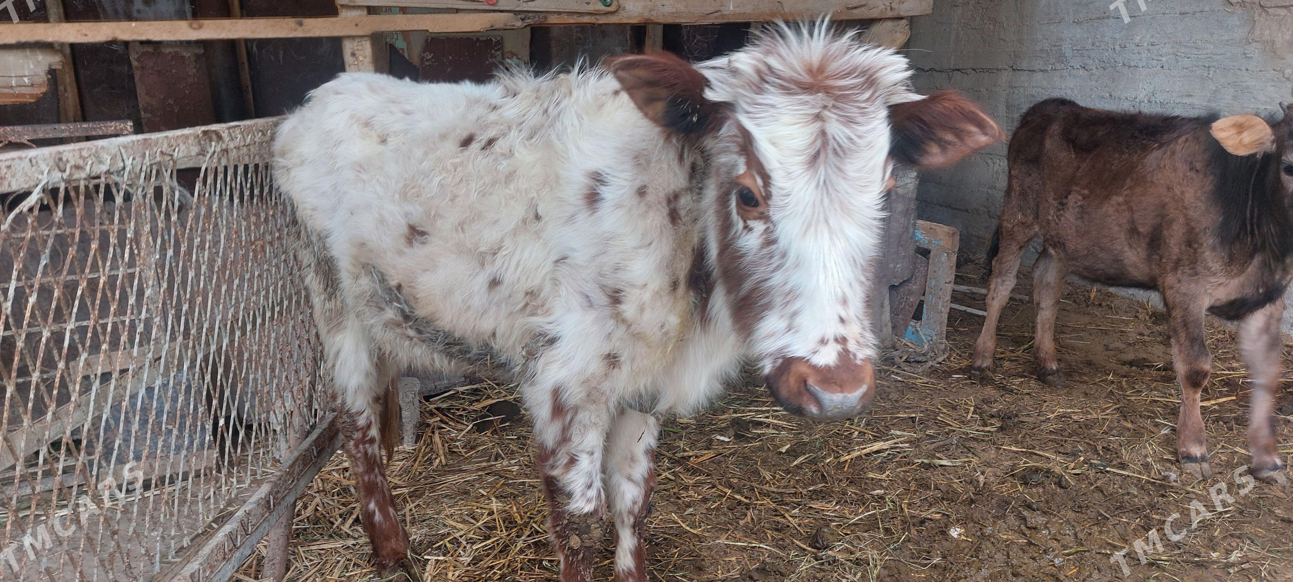 Tuwe - Änew - img 1