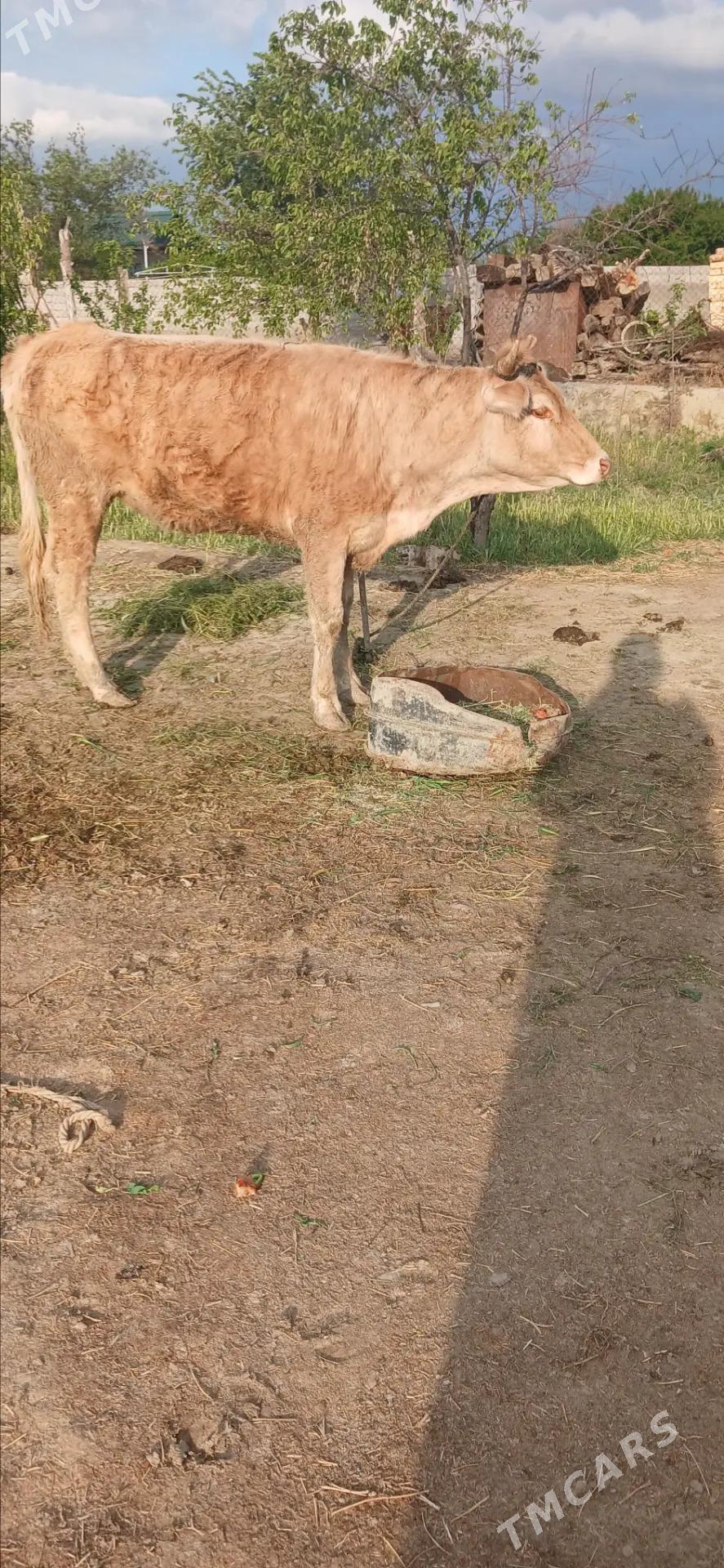 Tüwe - Бахарден - img 1