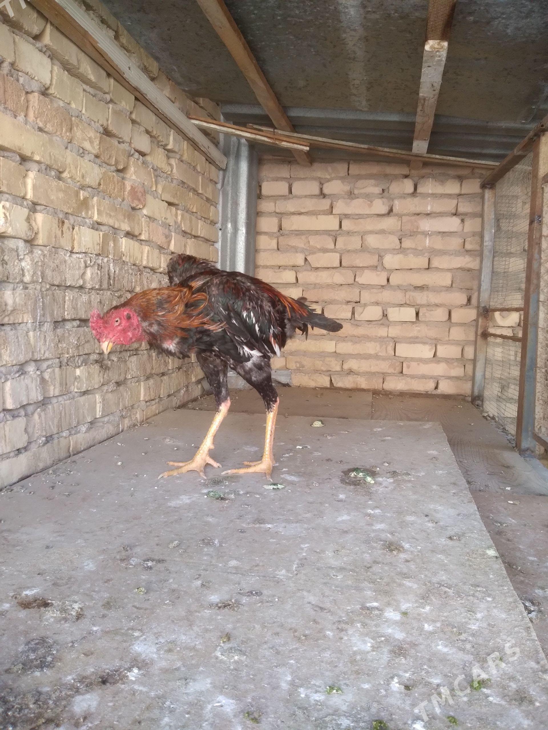 байес джудже - Türkmenabat - img 1