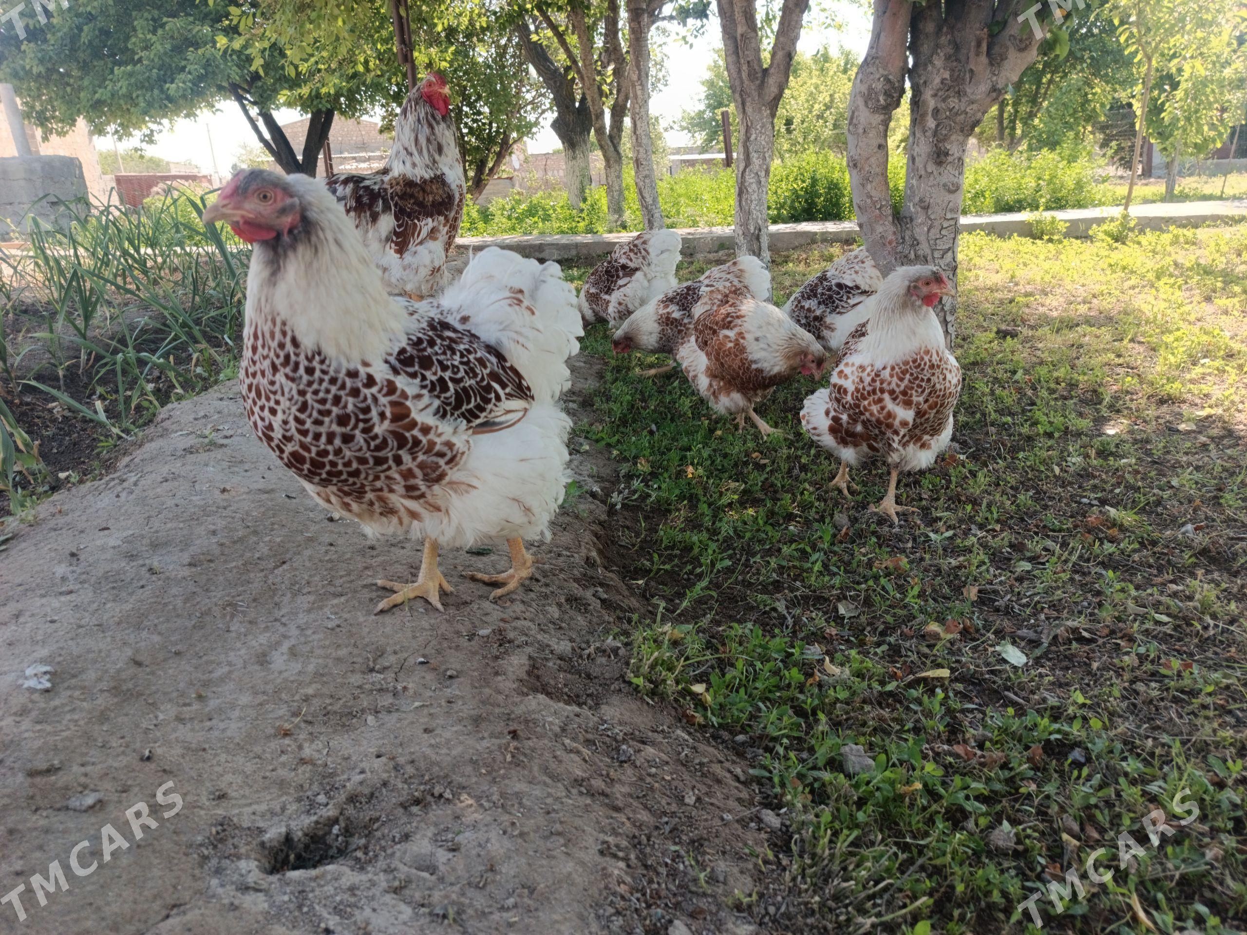 wyandotte beloe zoloto - Gyzylarbat - img 1