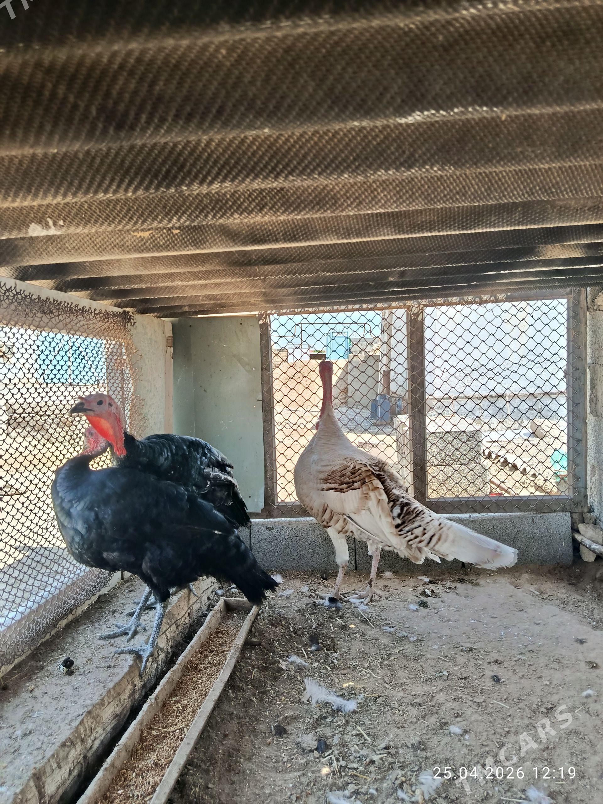 induk - Гызыларбат - img 1