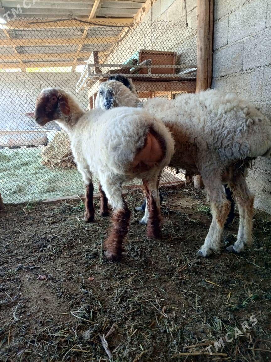 гоюн - Багир - img 1