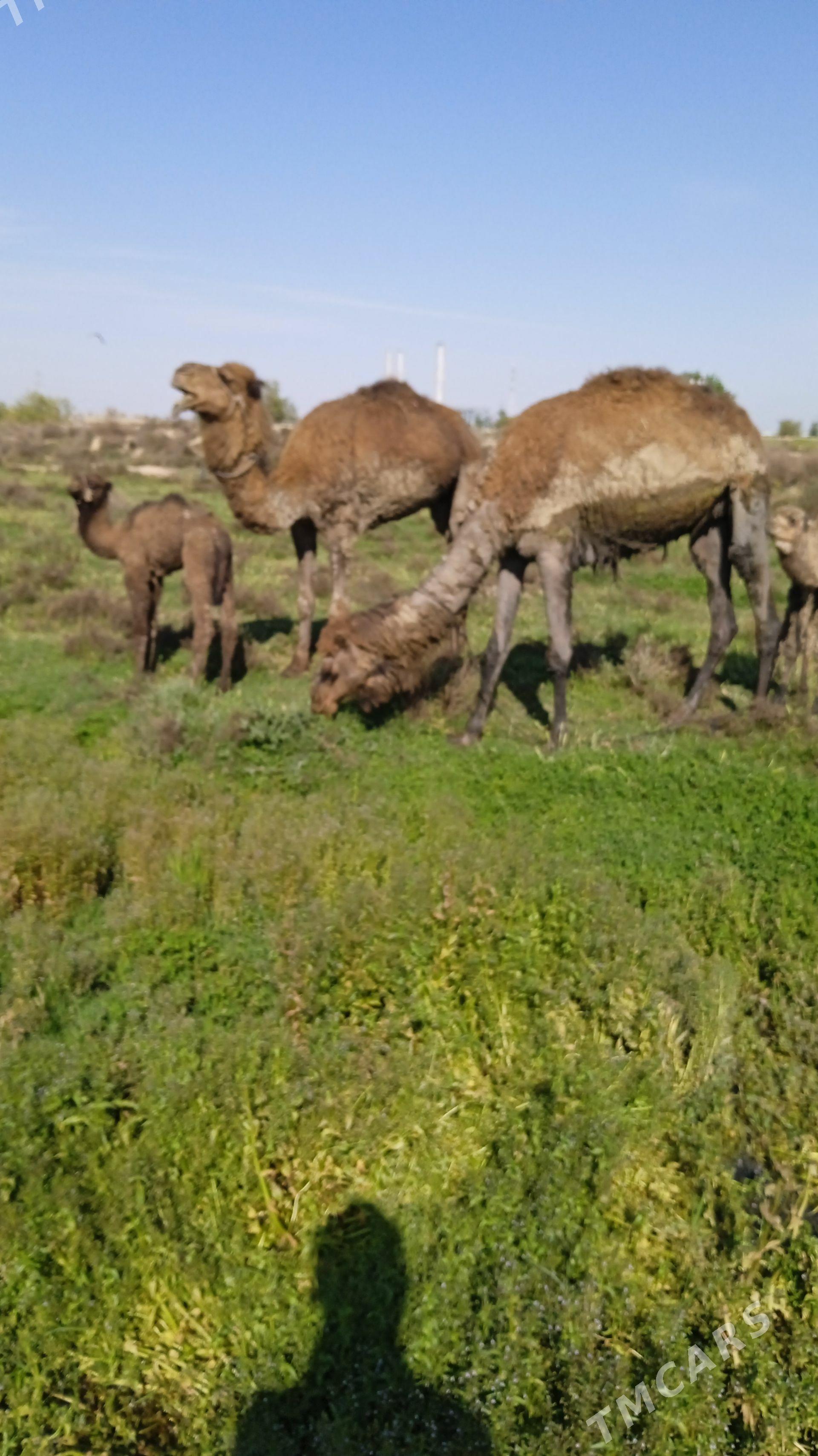 kosekliduye - Çoganly - img 1