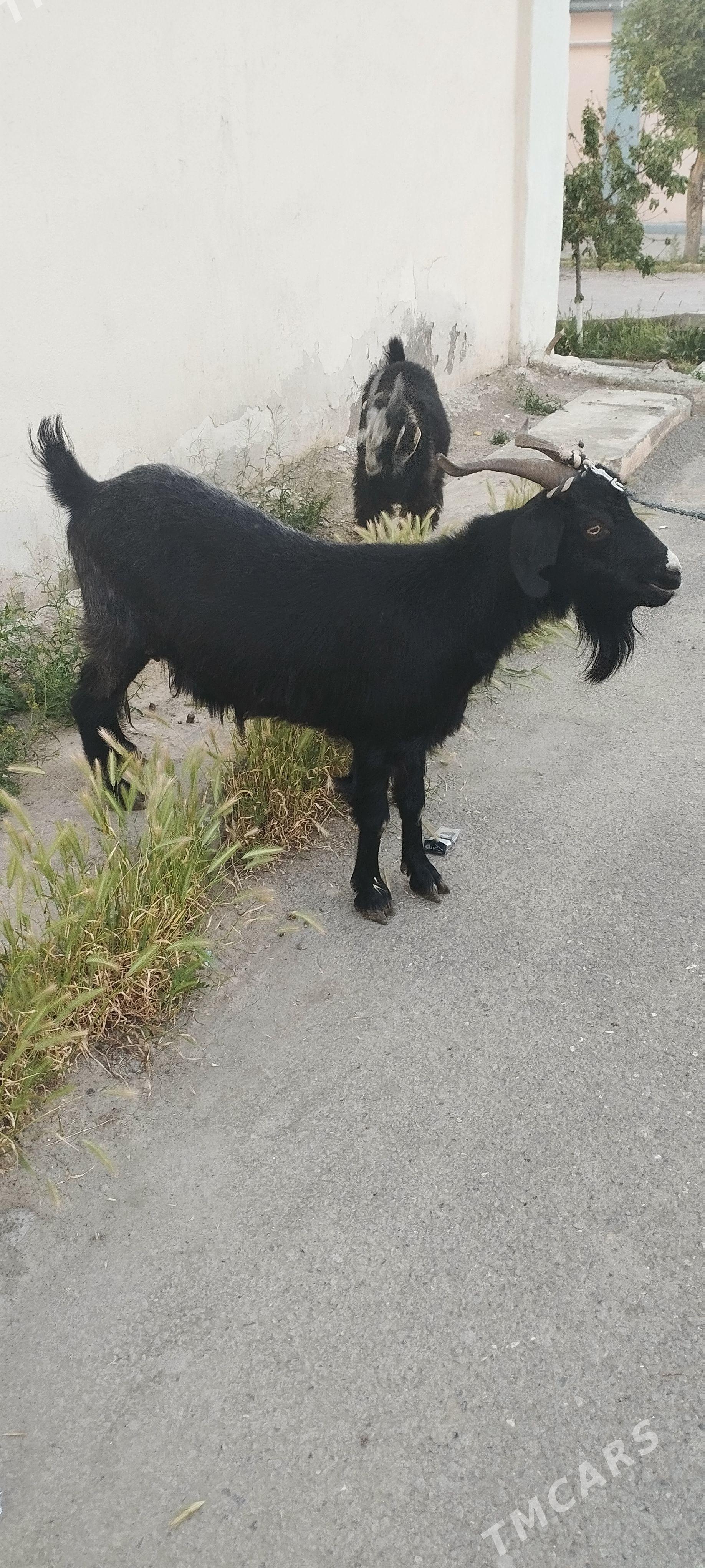 owlakly geçi semiz - Хитровка - img 1