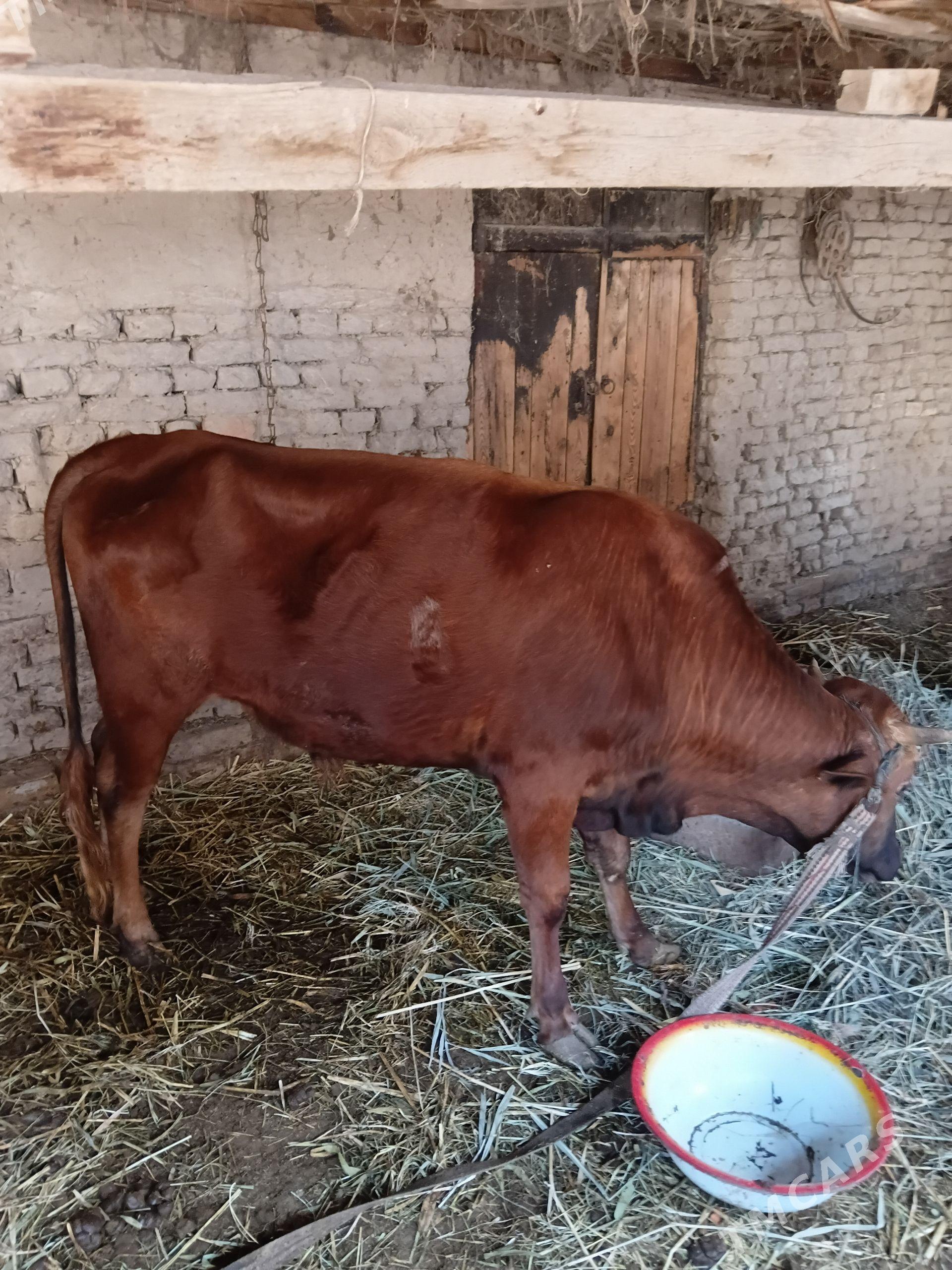 Öküz. - Мары - img 1