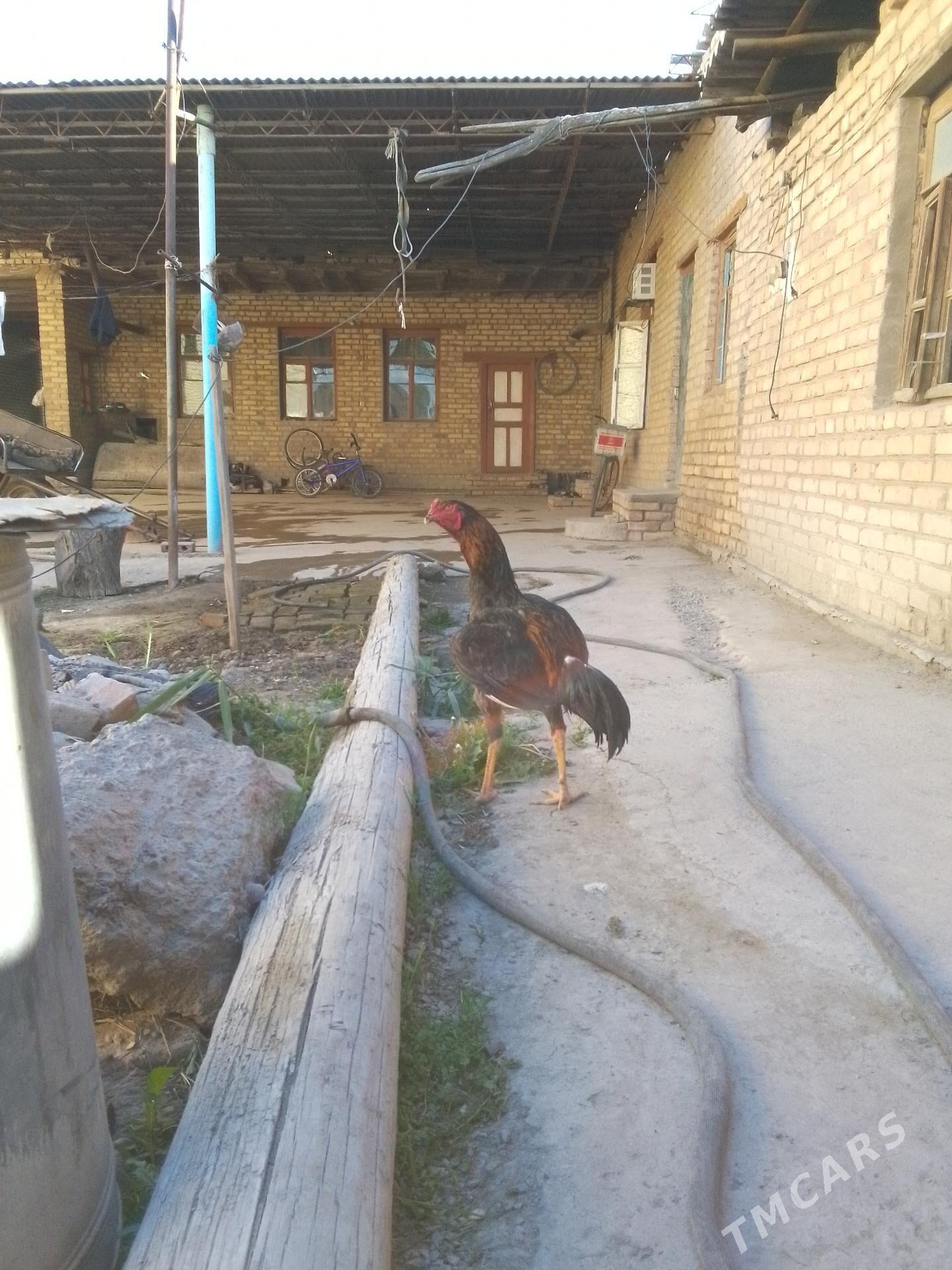 ,хораз - Чарджоу - img 1