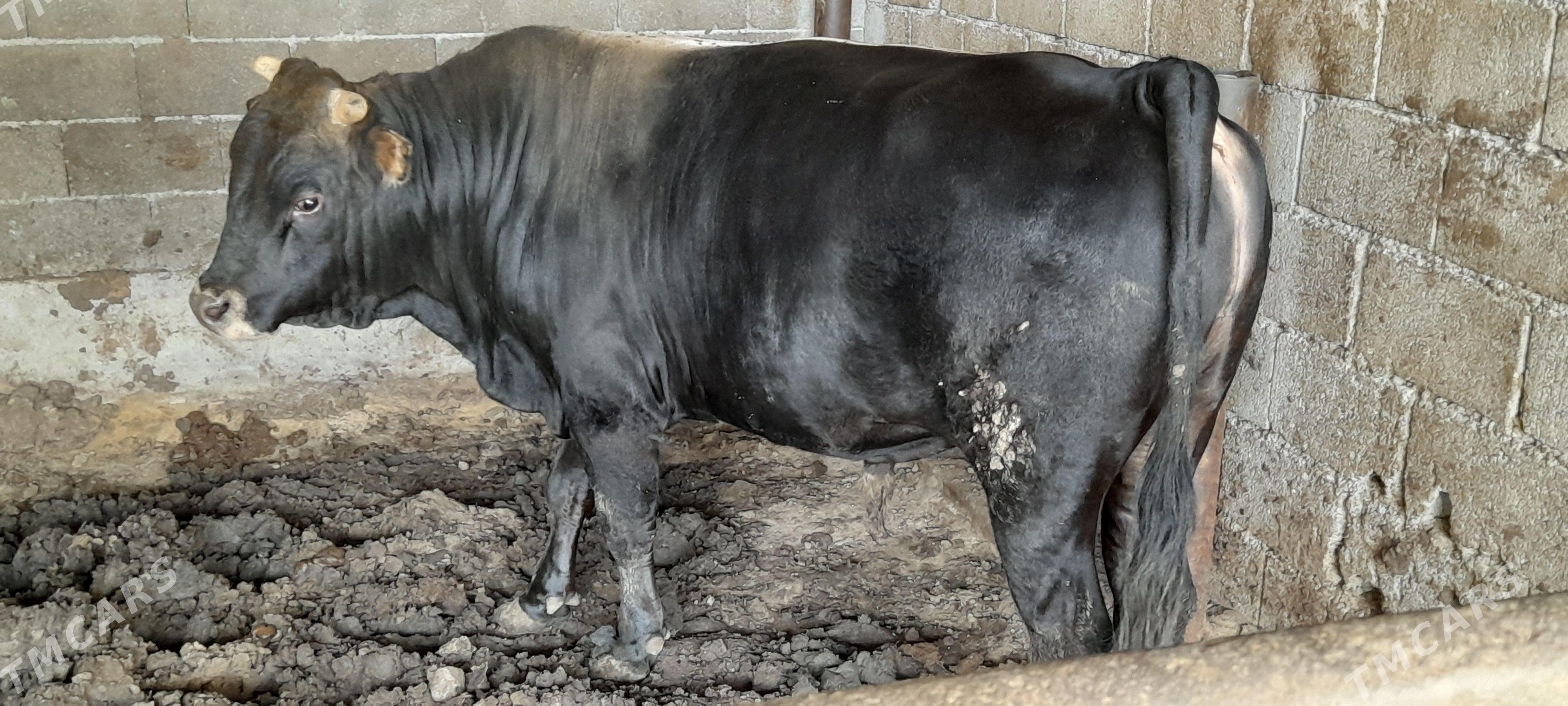 Okuz - Ak bugdaý etraby - img 1