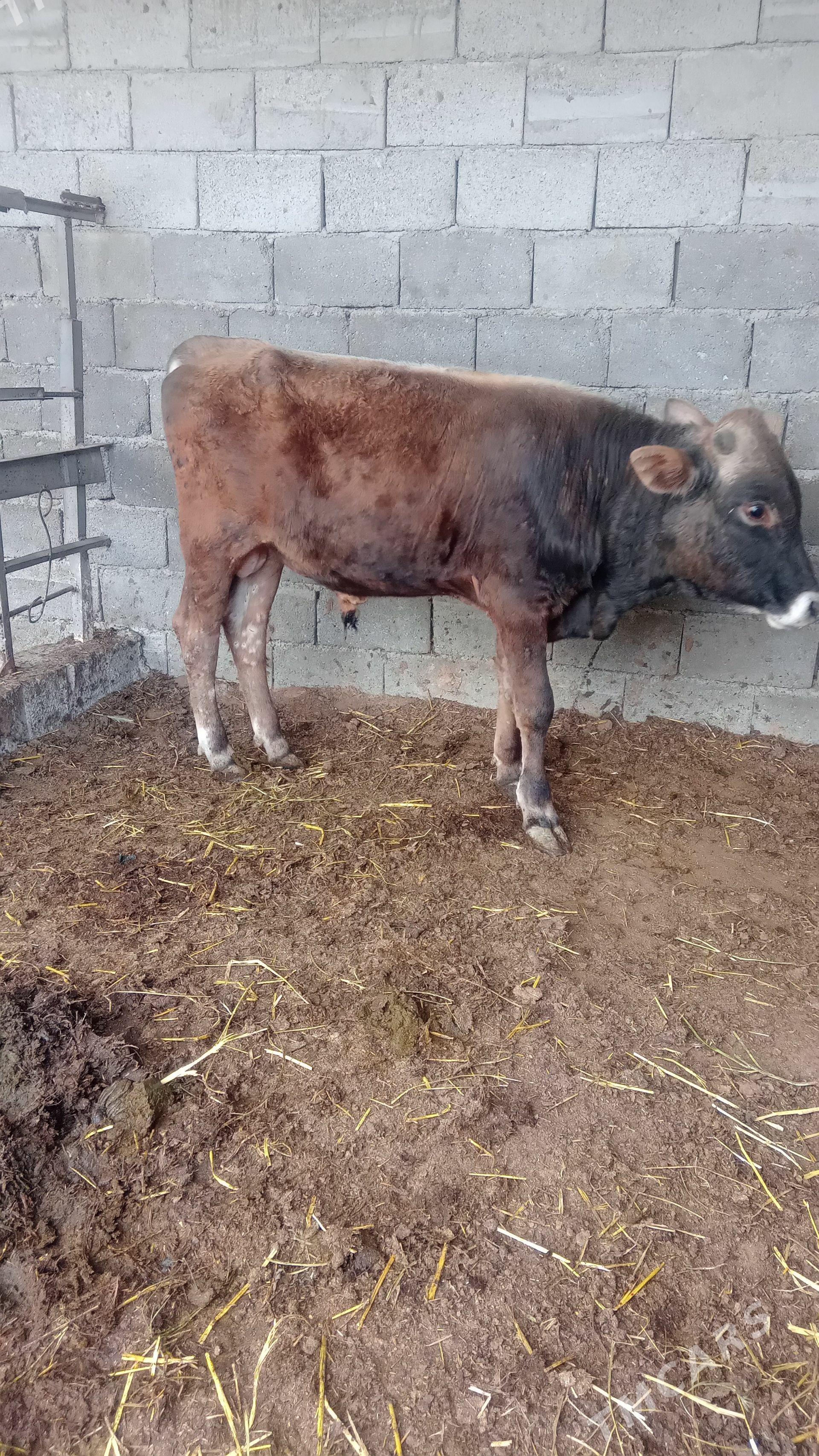 Ökuz swes - Гёкдепе - img 1