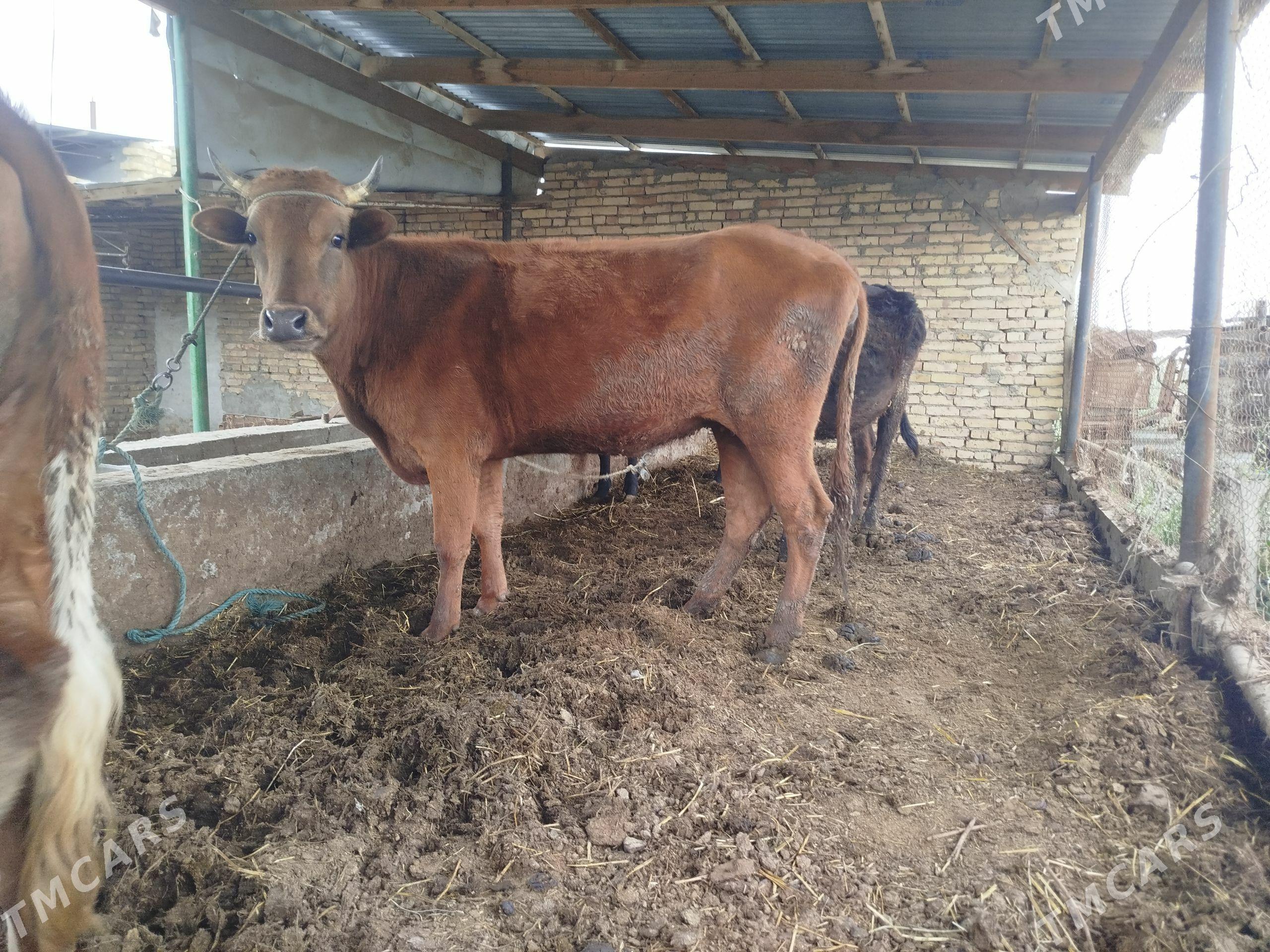 Bogaz sygyr - Чарджоу - img 1