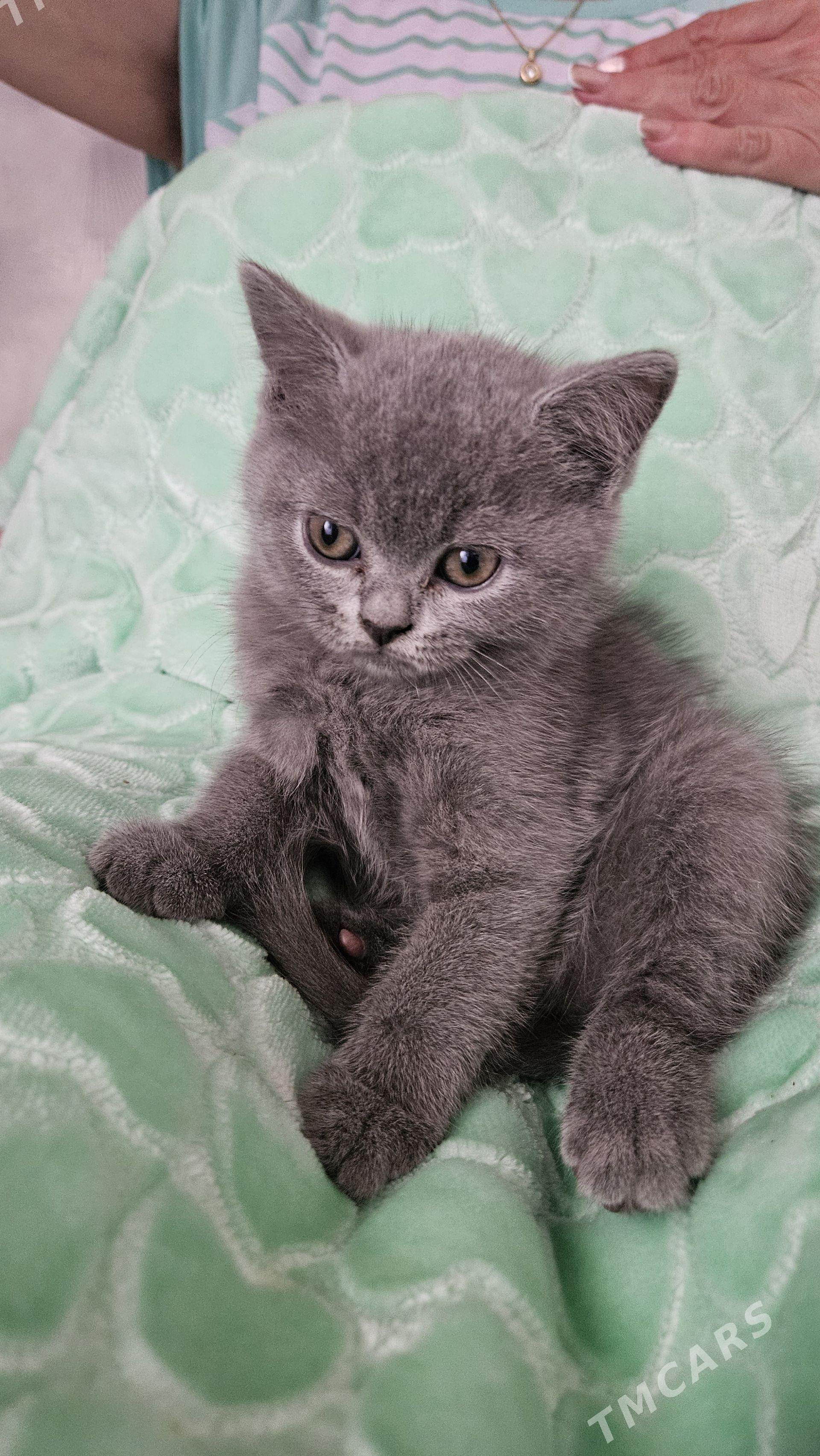 котятки - Aşgabat - img 1