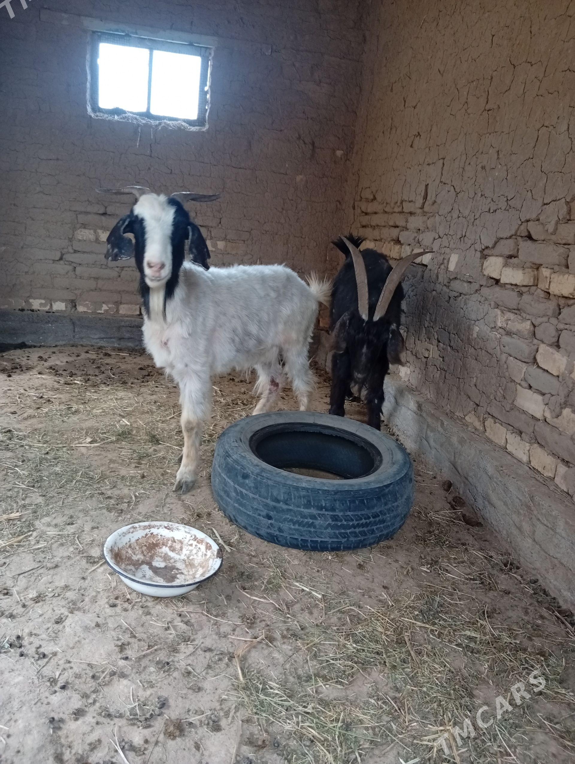 gysyr geciler - Байрамали - img 1