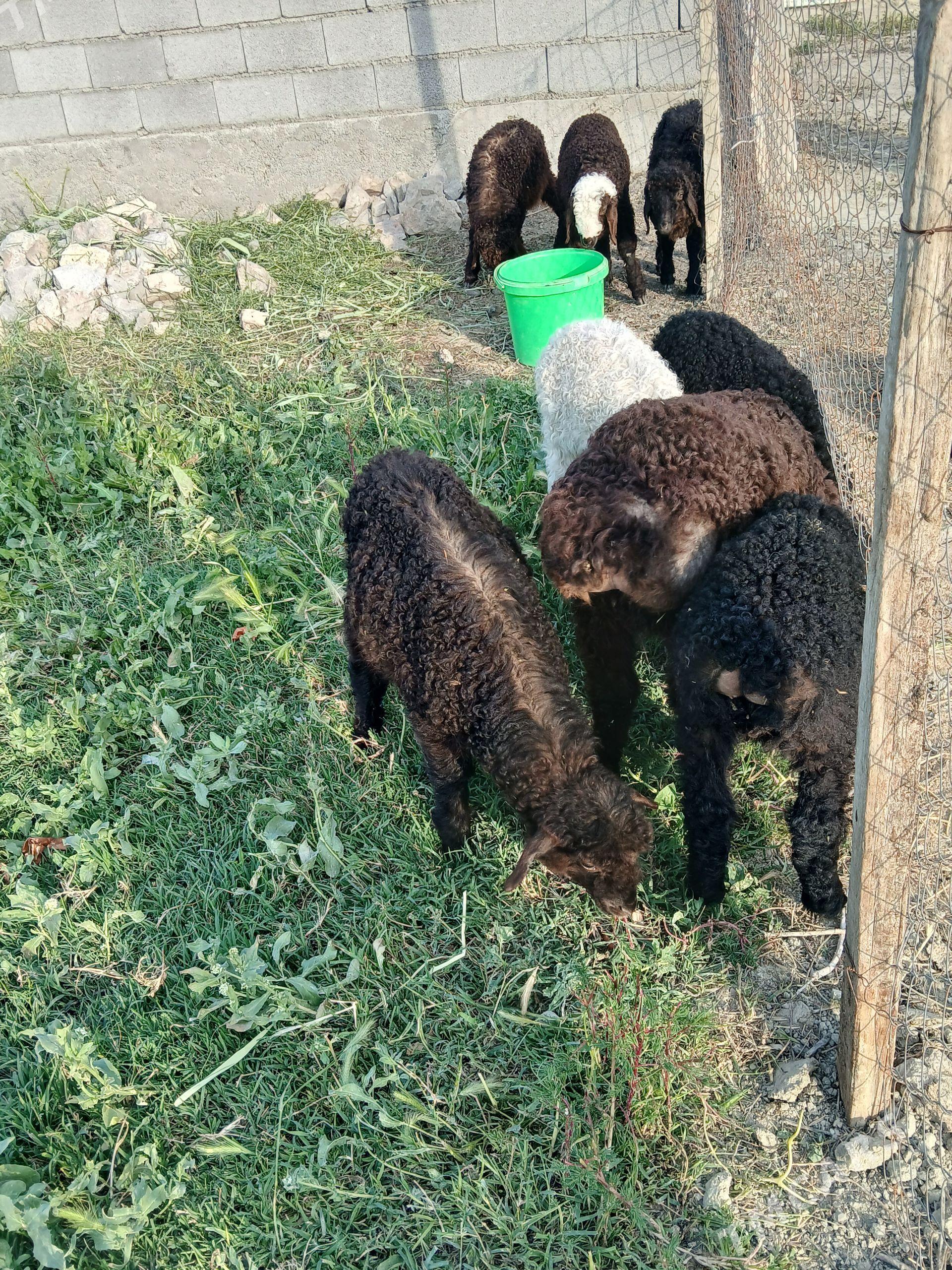 Guzyy - Бахарден - img 1