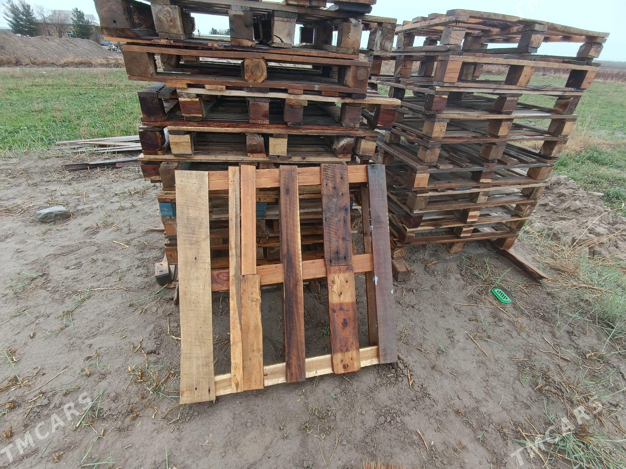 paddon - Sakarçäge - img 1