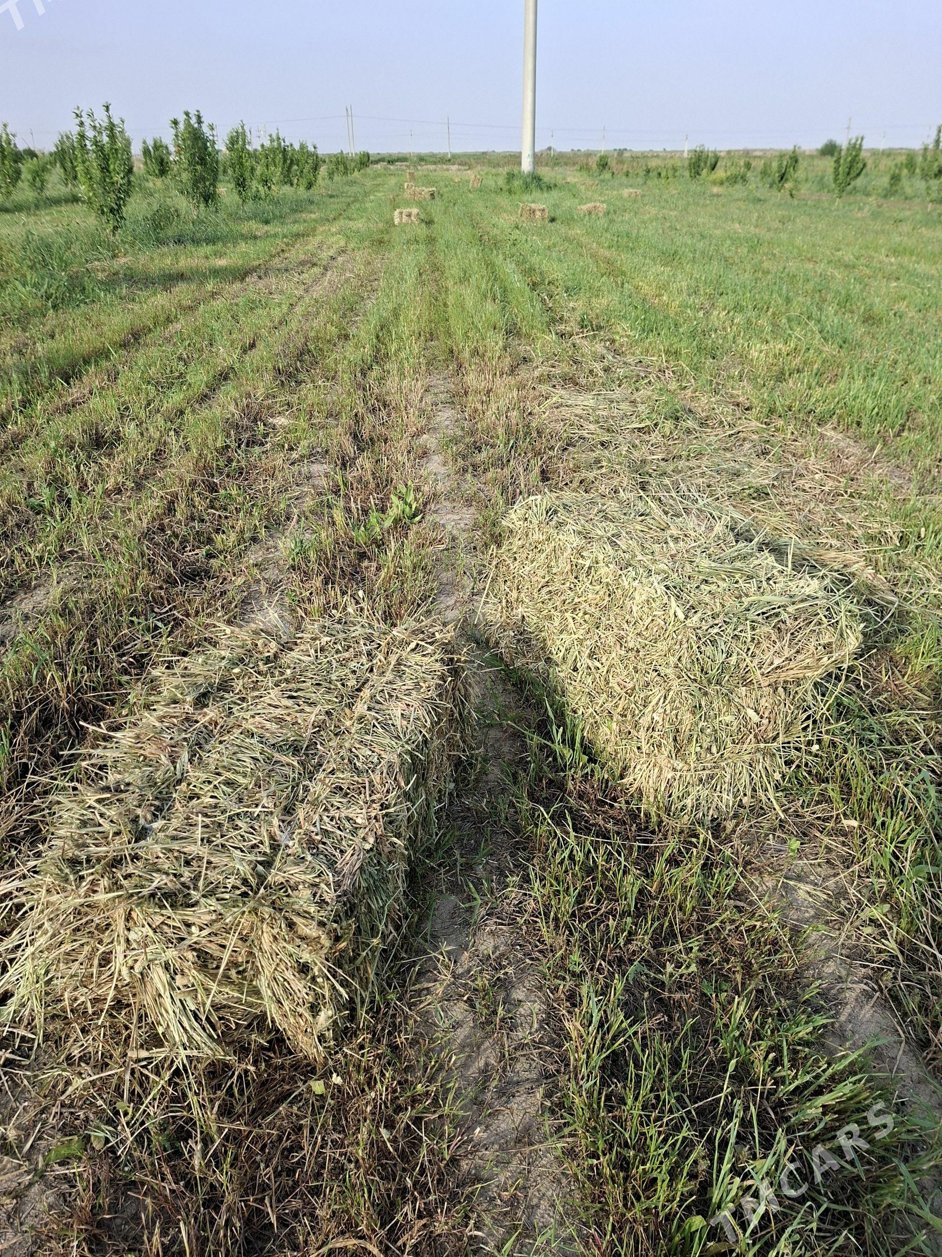 Yorunja - Гёкдепе - img 1