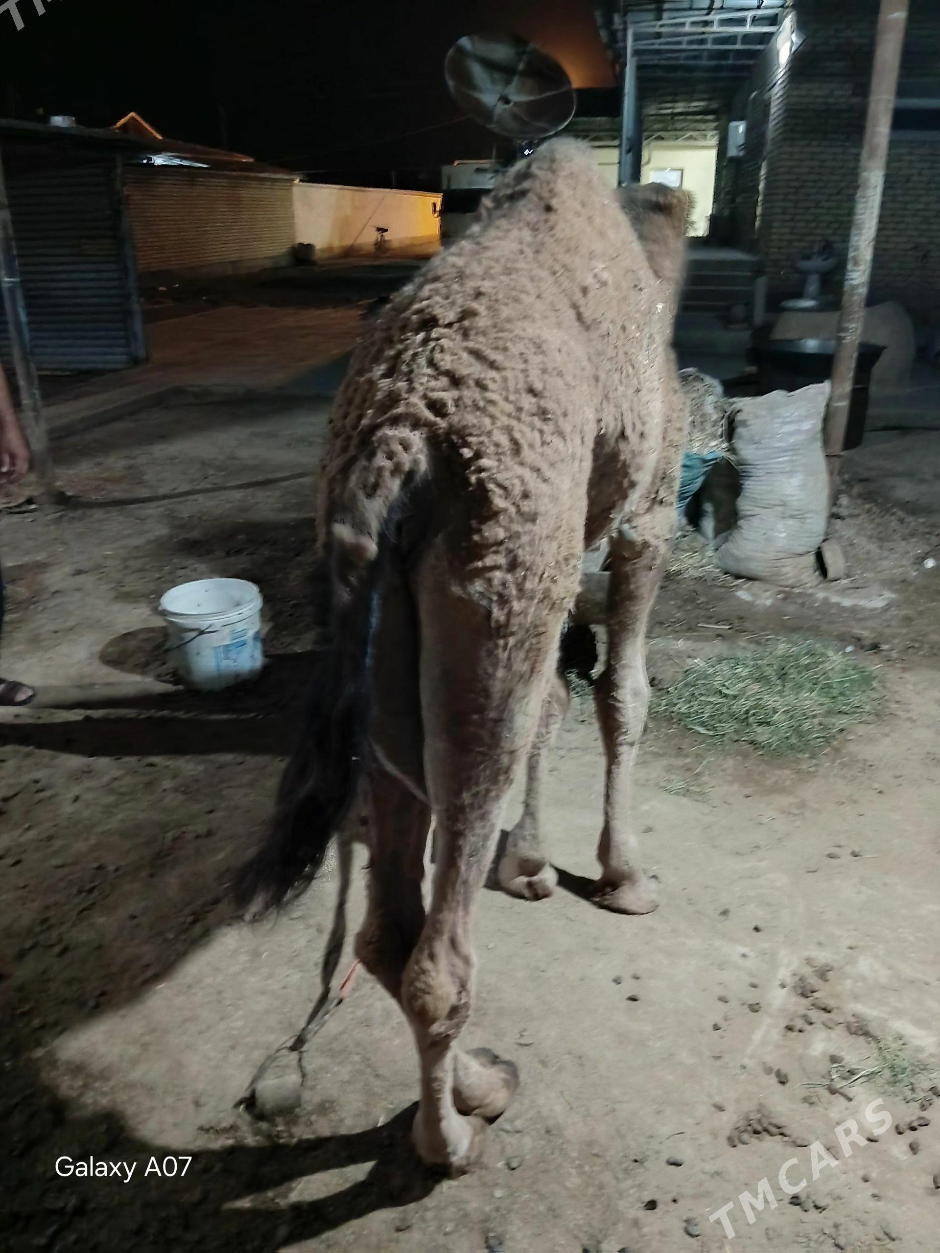 gaÿalyk - Babadaýhan - img 1