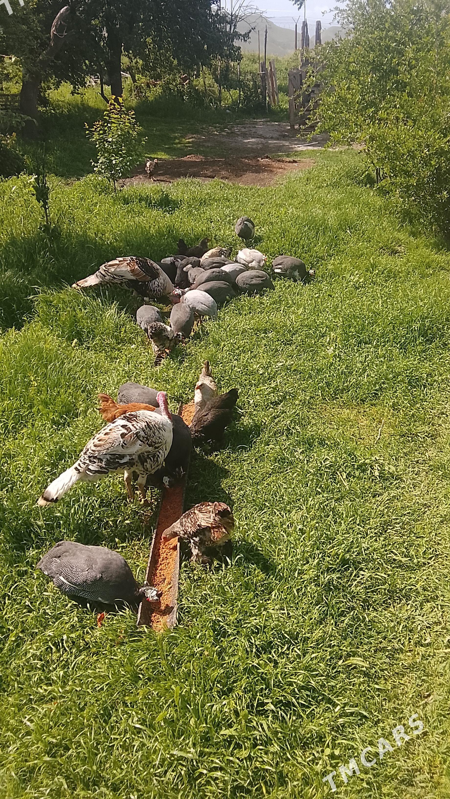 sisarka - Kaka - img 1