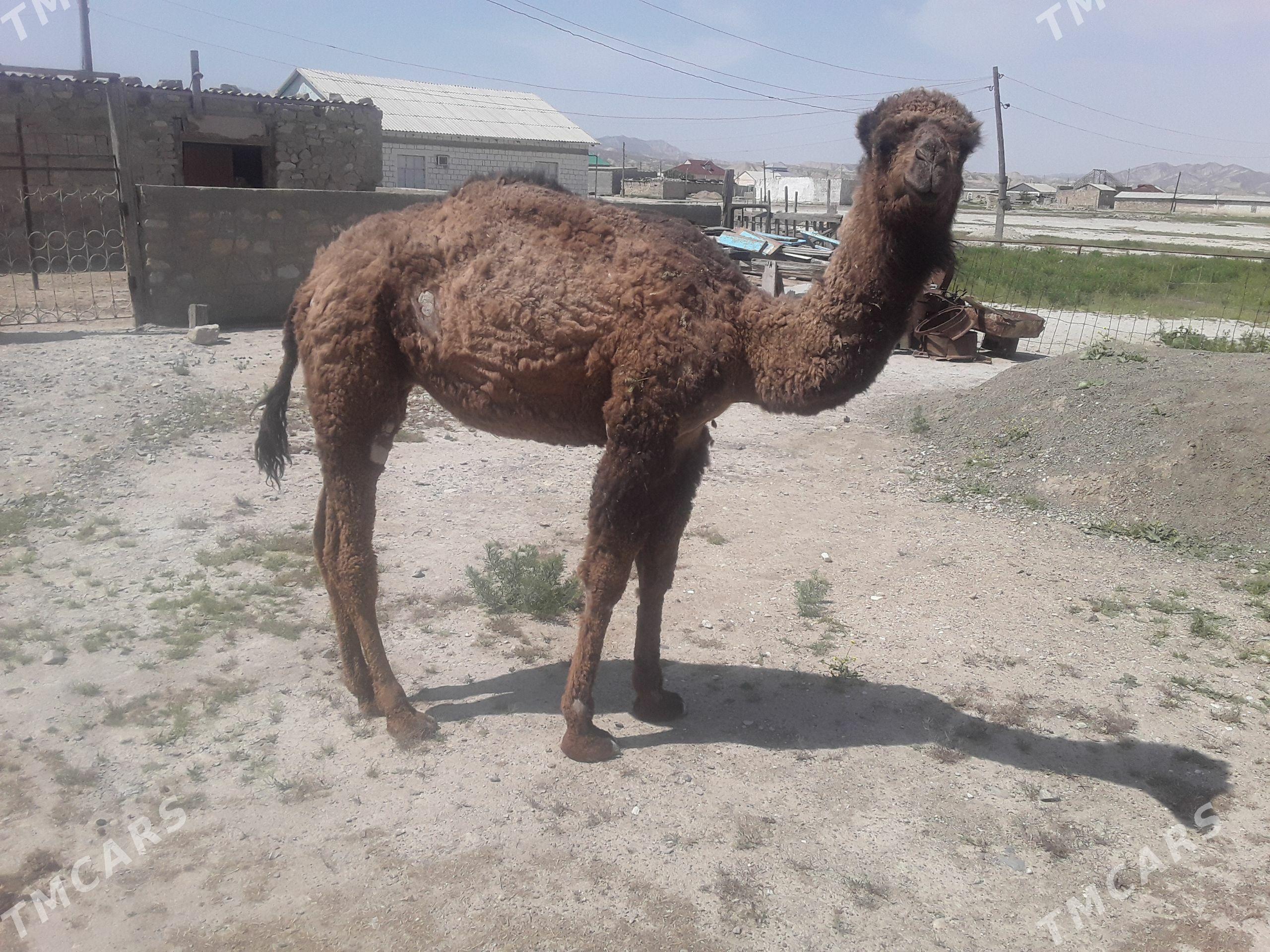 ogşuk - Берекет - img 1