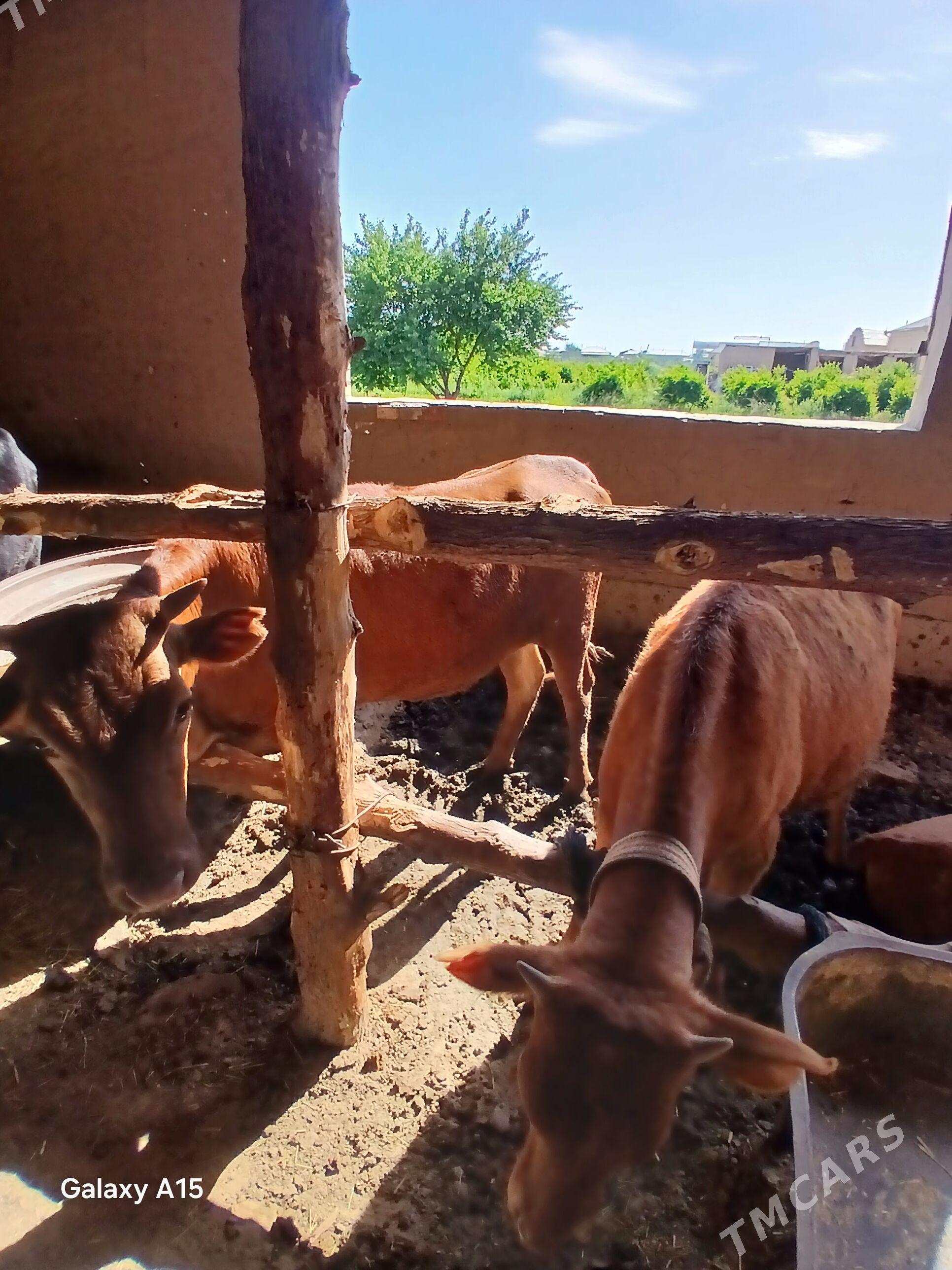 Gulajyn - Мары - img 1