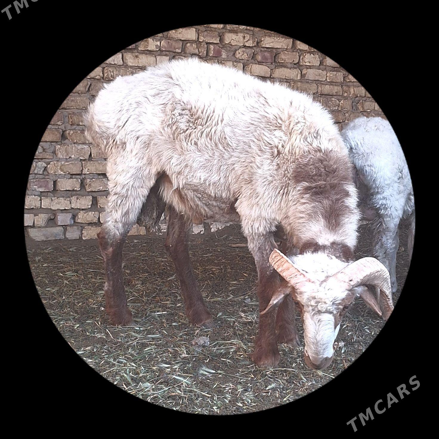 tohumlyk tùrkmen goçy - Мары - img 1