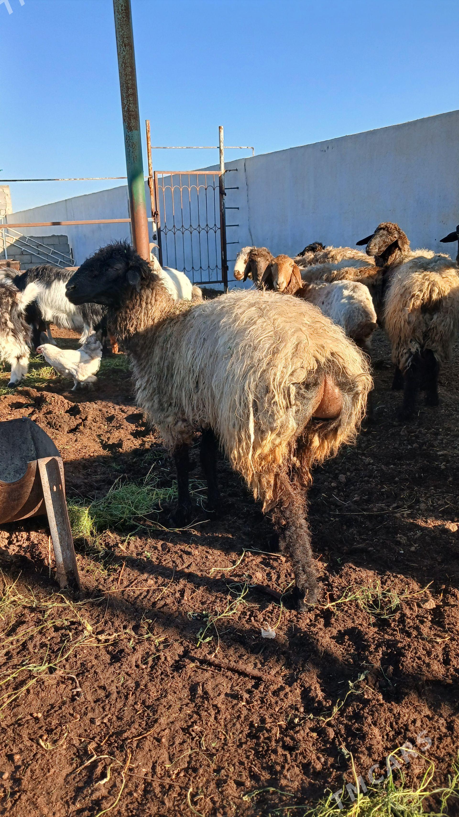 BAKYLGY IŞŞEK - Гёкдепе - img 1