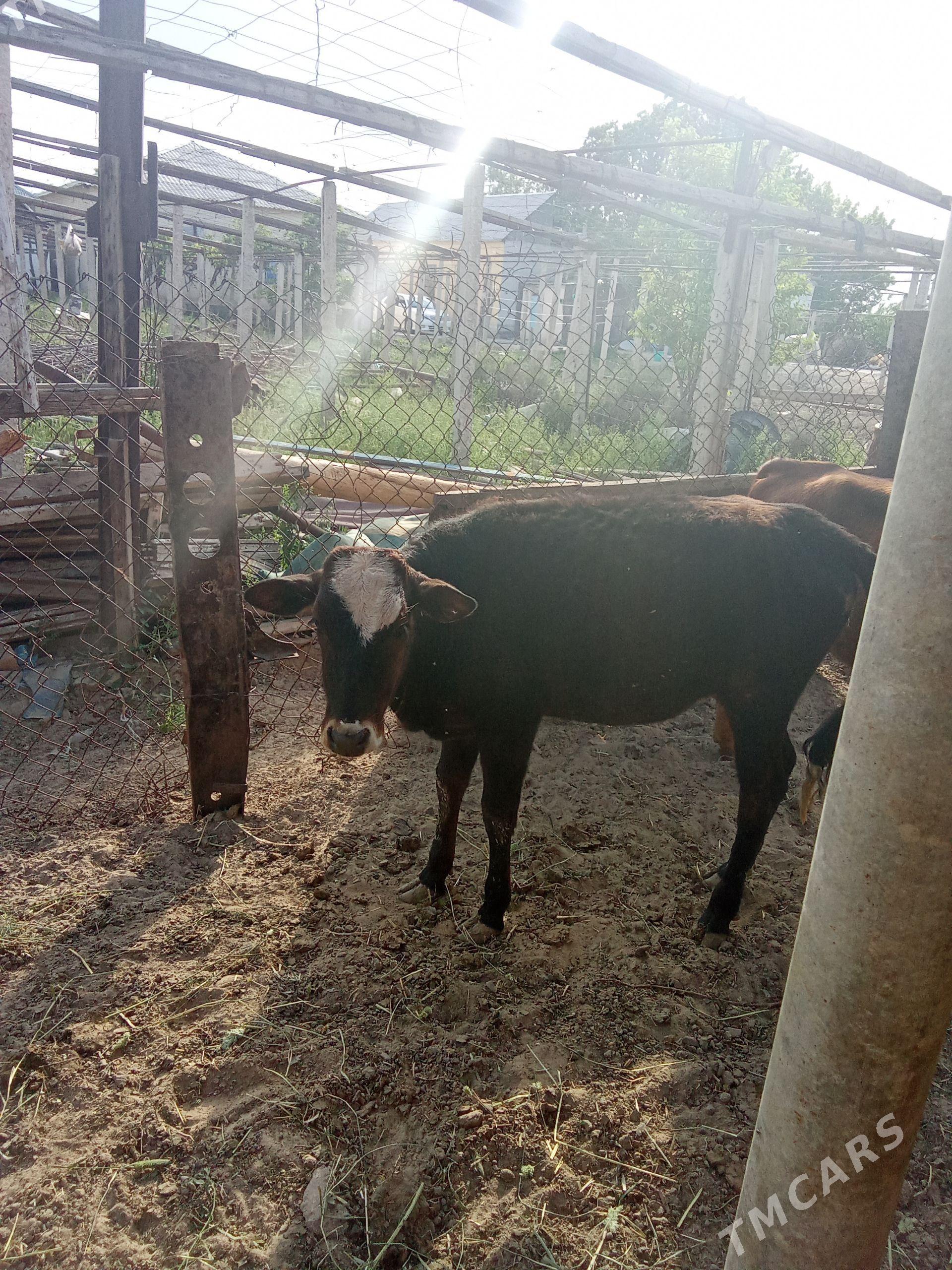 Tüwe - Gökdepe - img 1